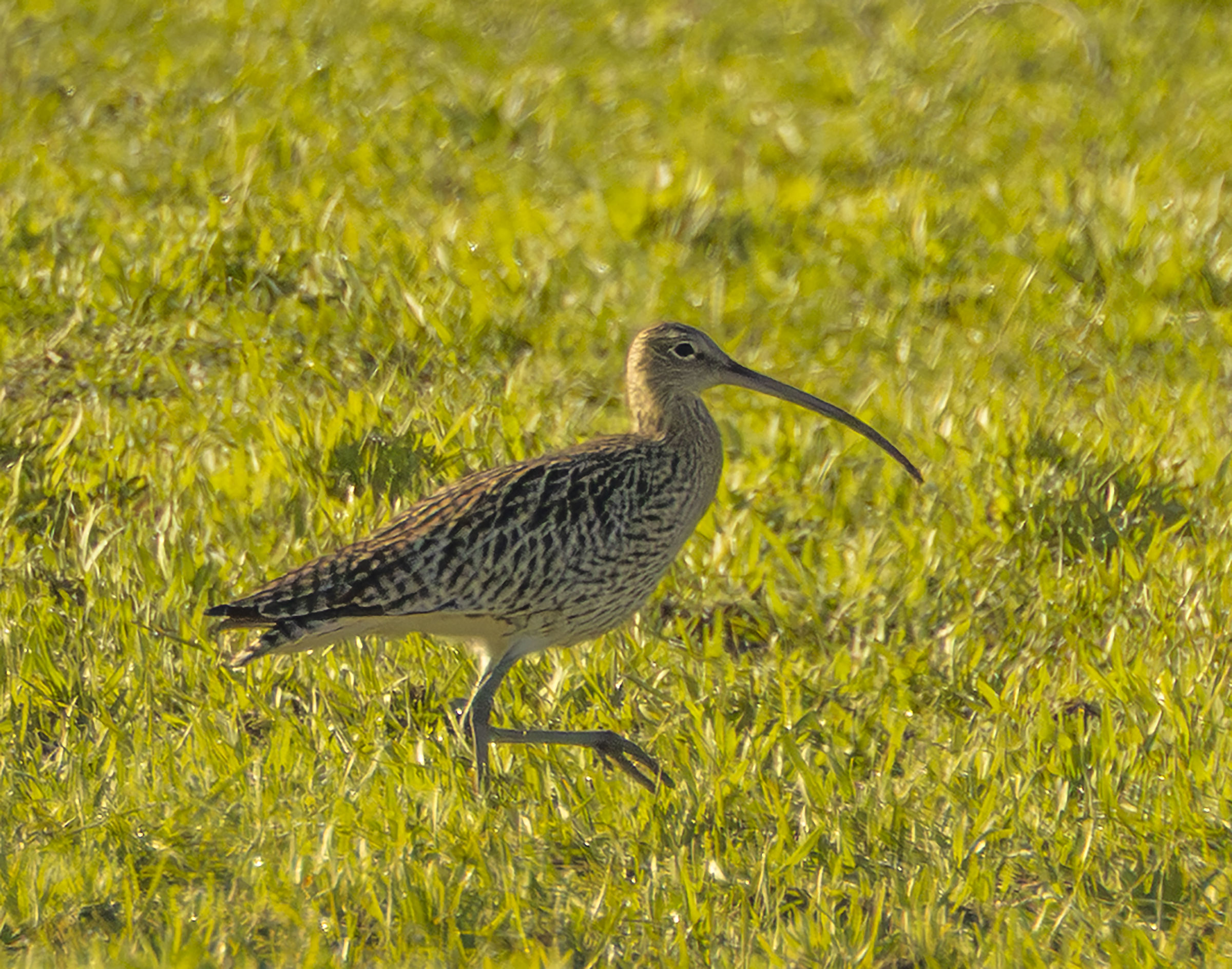curlew