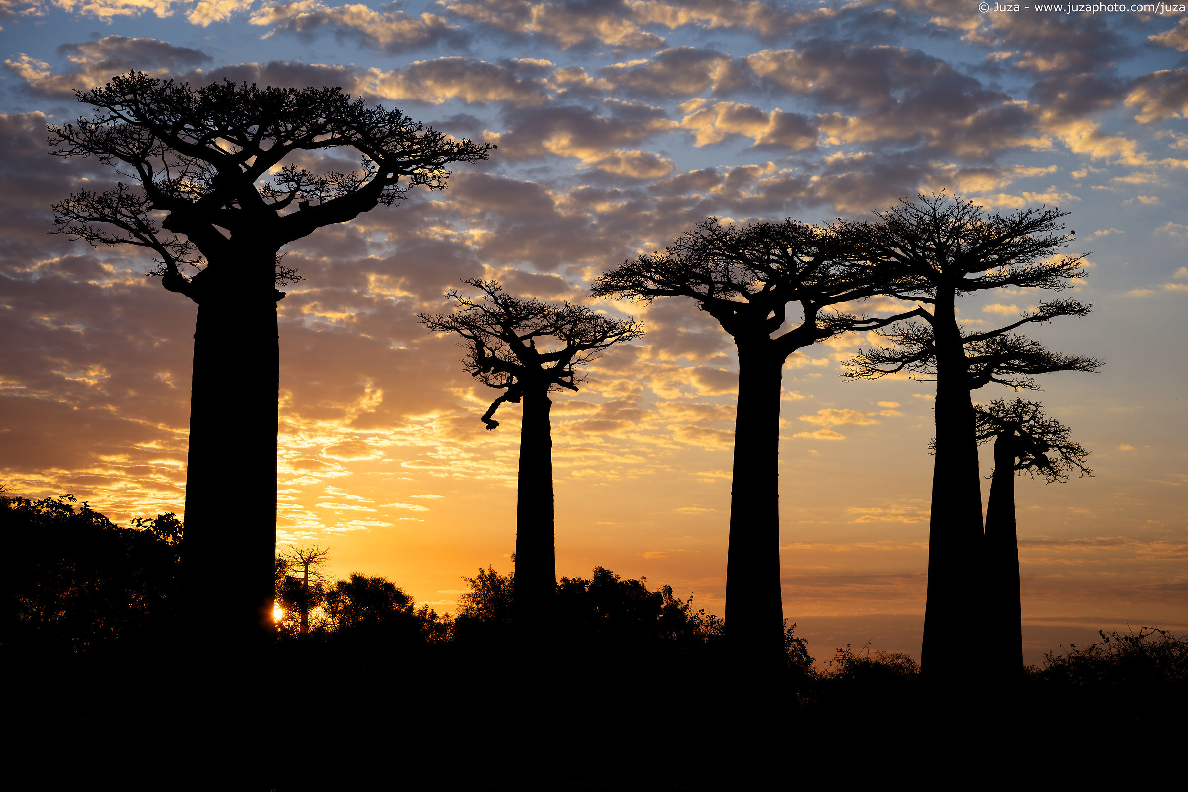 Baobab Avenue, tramonto