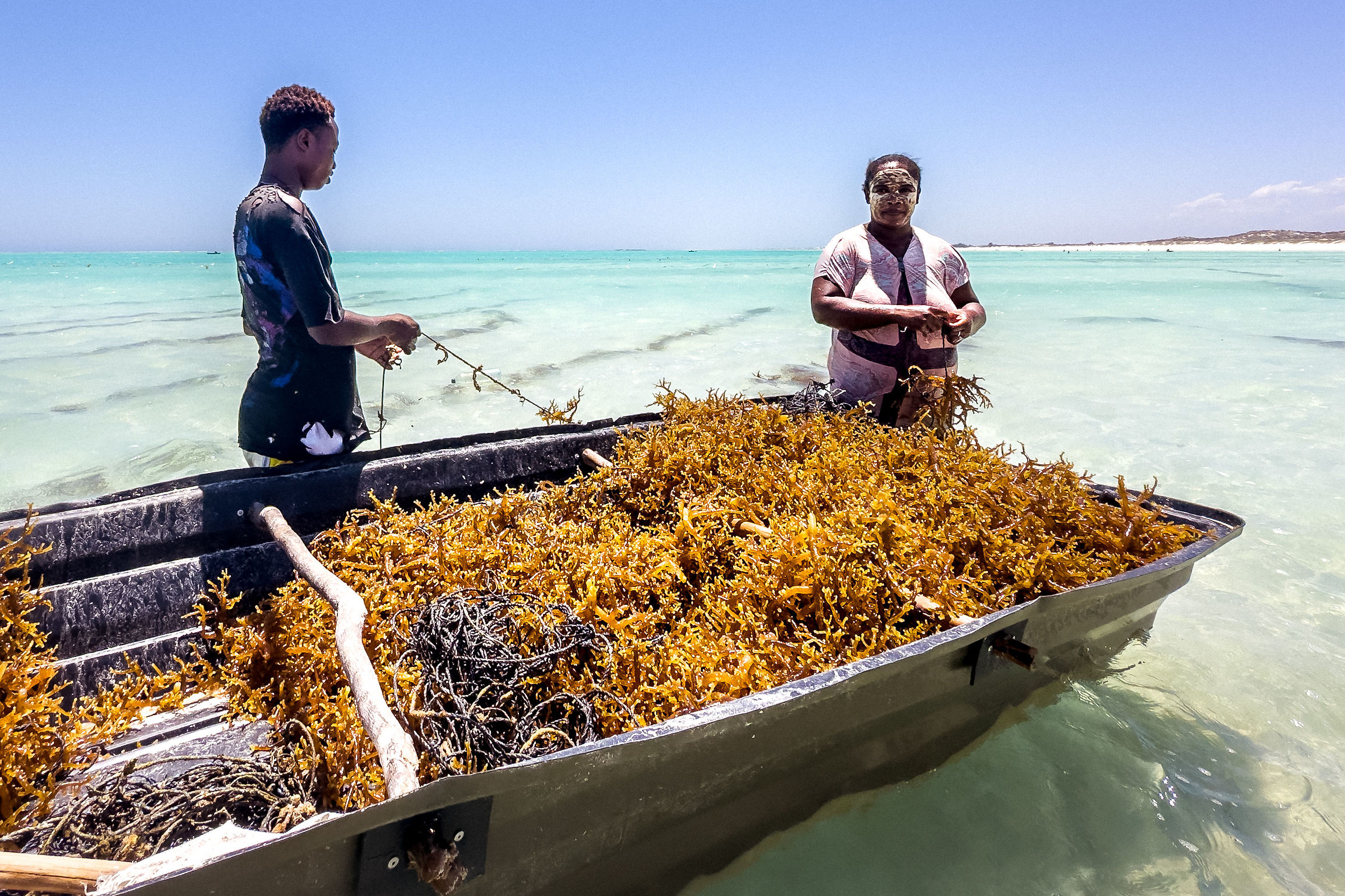 Seaweed harvesting in the Toliara area