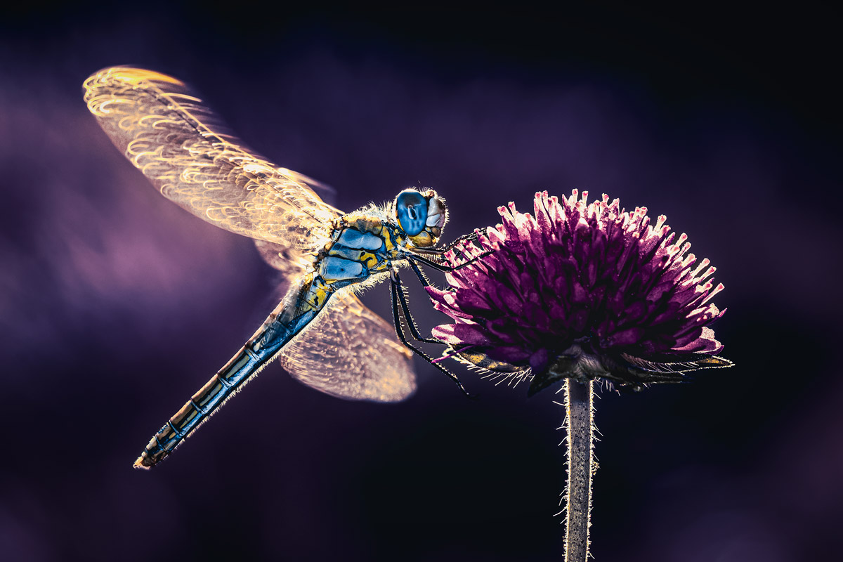 Libellula II