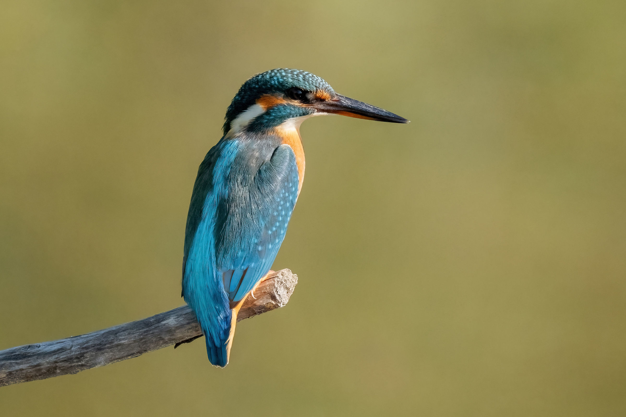 Kingfisher