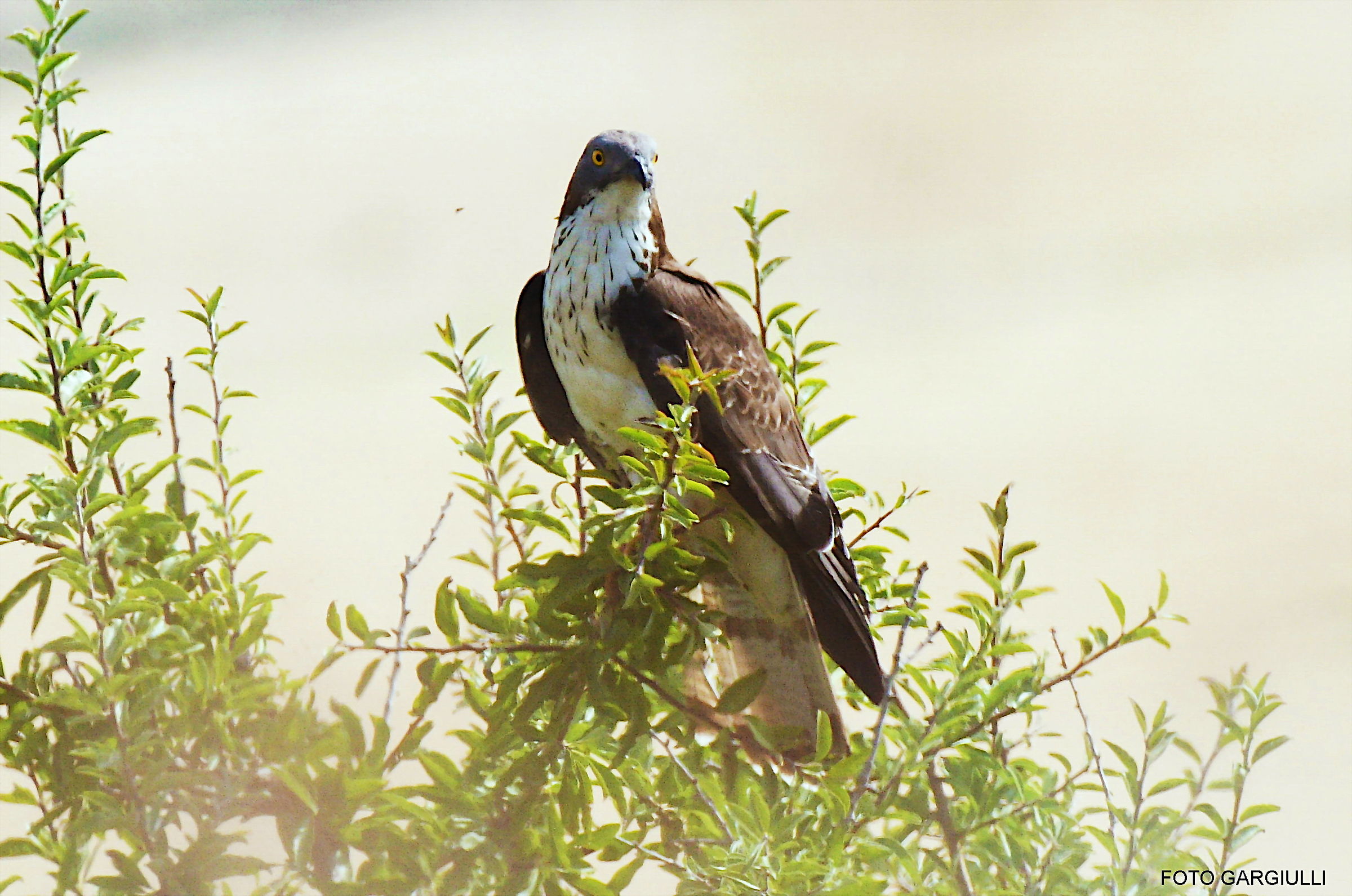 Falco pecchiaiolo