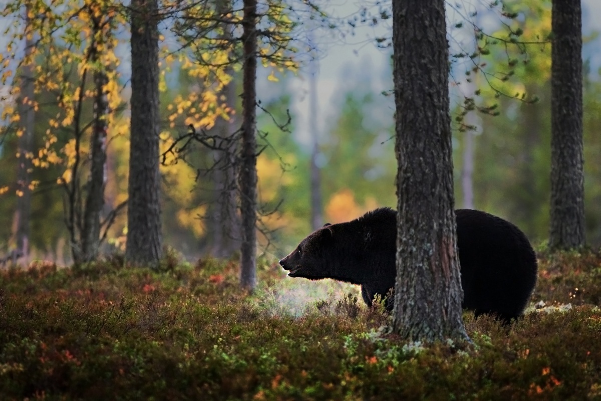 La foresta incantata