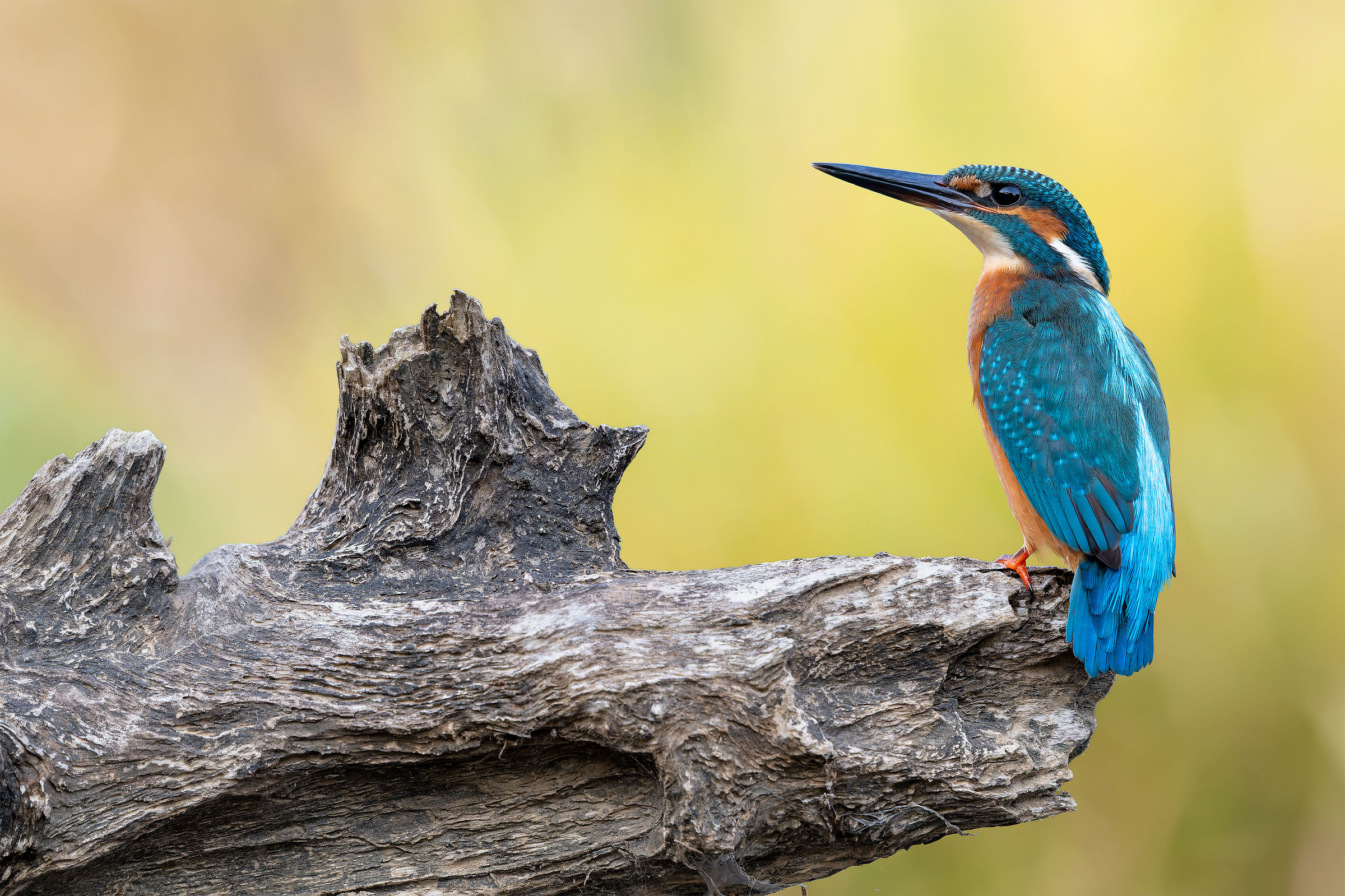 Kingfisher