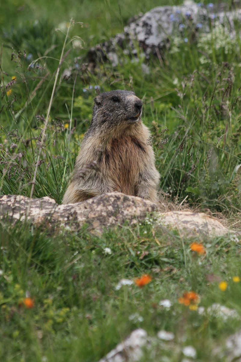 Marmotta