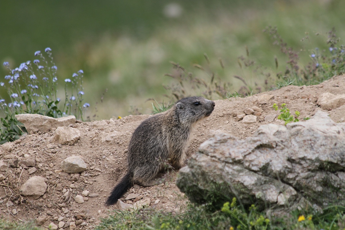 Marmotta