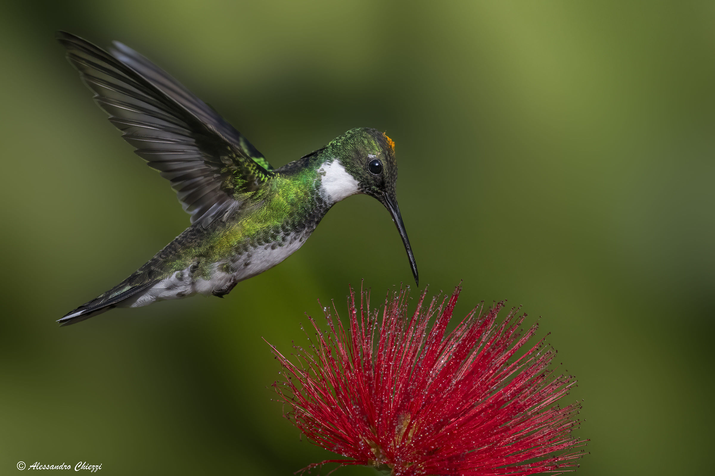 Colibrì golabianca
