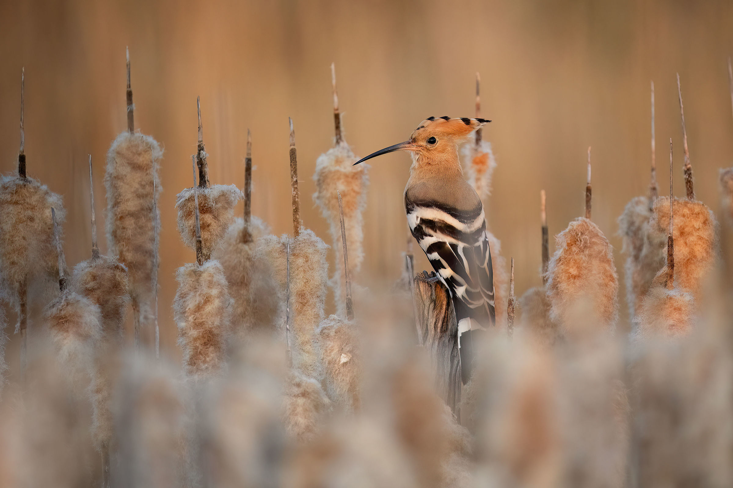 Hoopoe