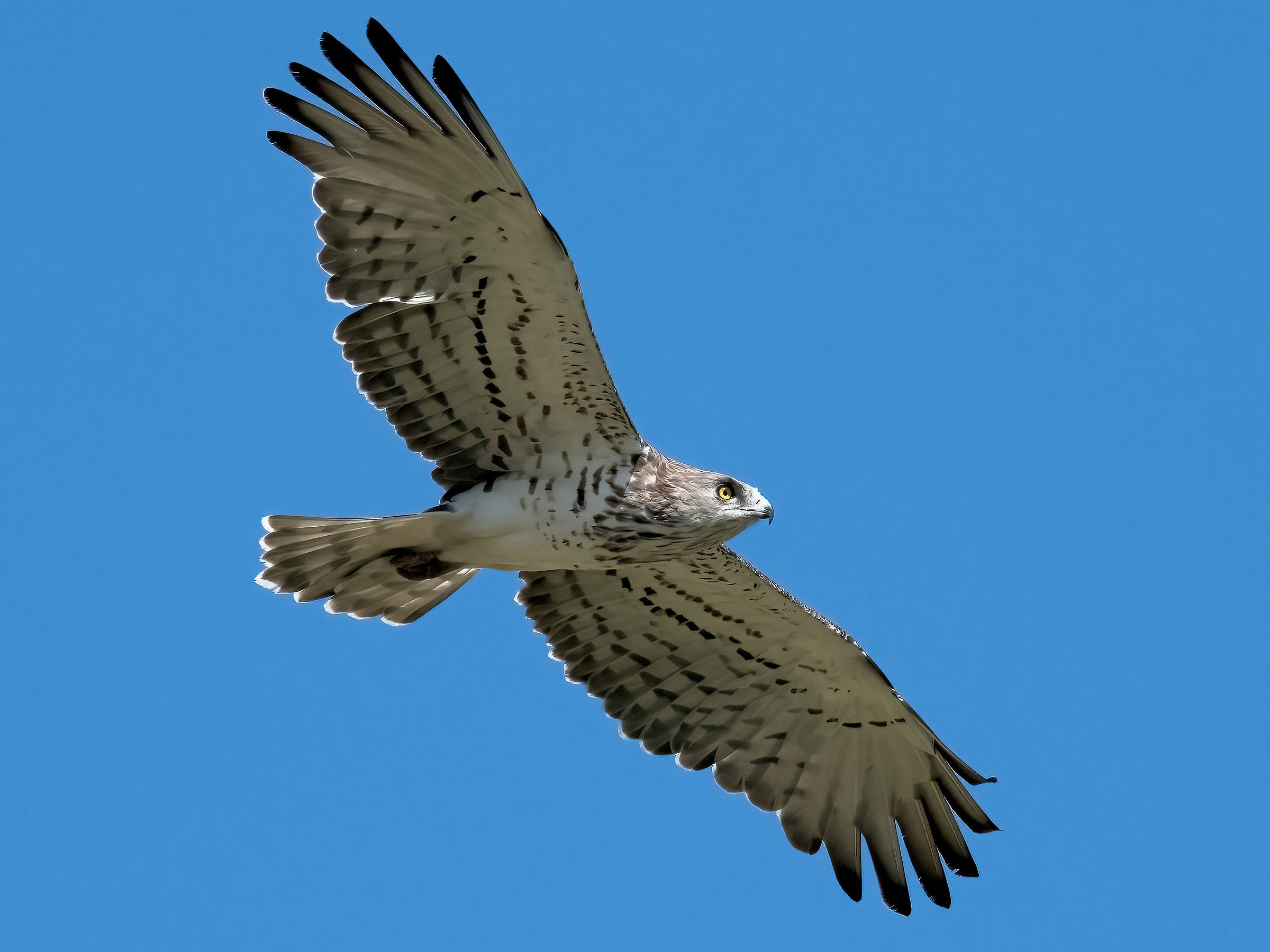 Short-toed Eagle (Circaetus gallicus)