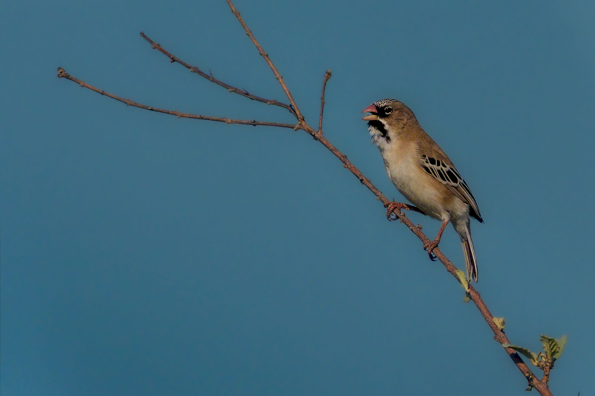 Scaly Weaver