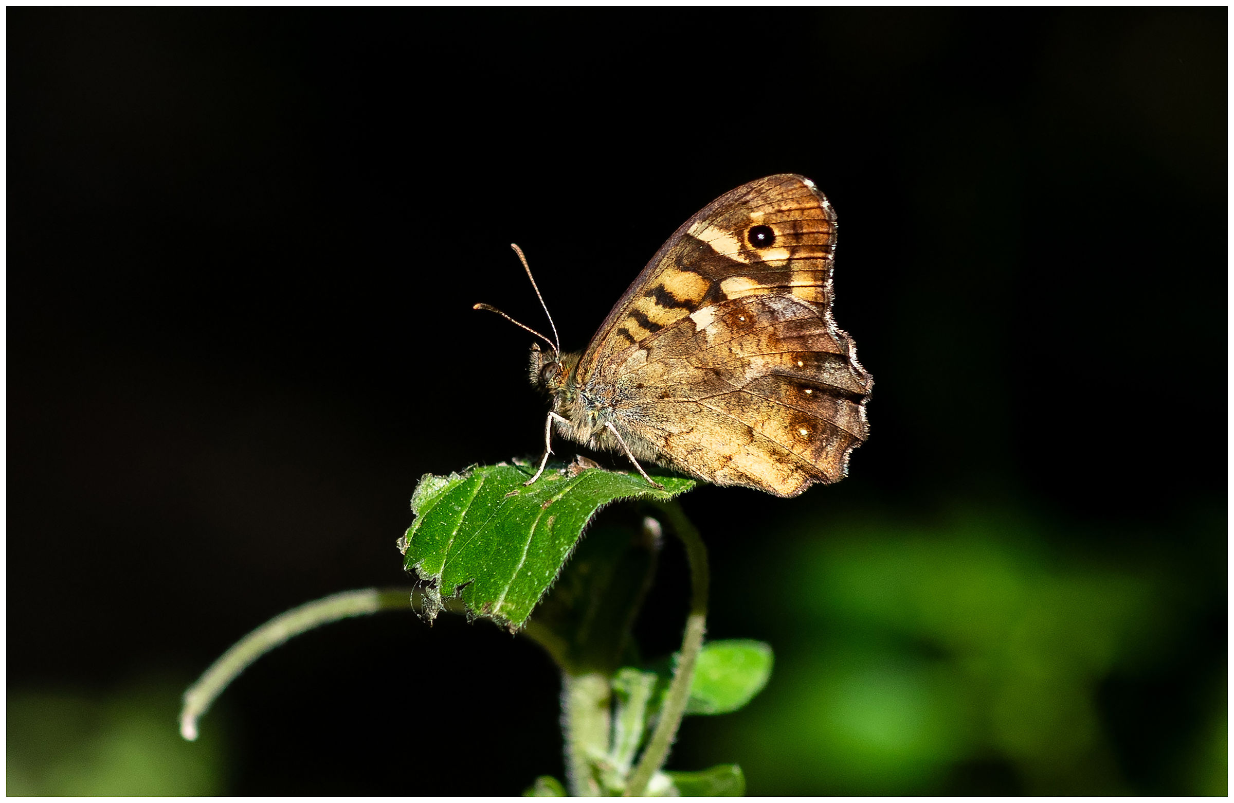 Egeria (Pararge aegeria)... (2 foto)
