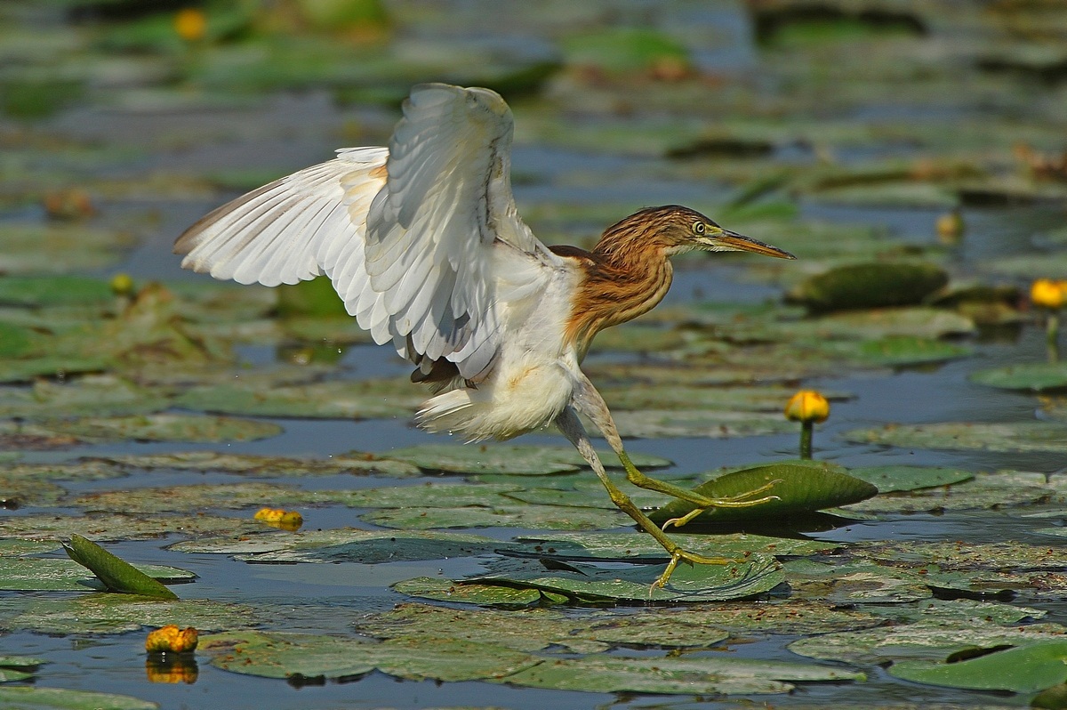 Squacco - soft landing