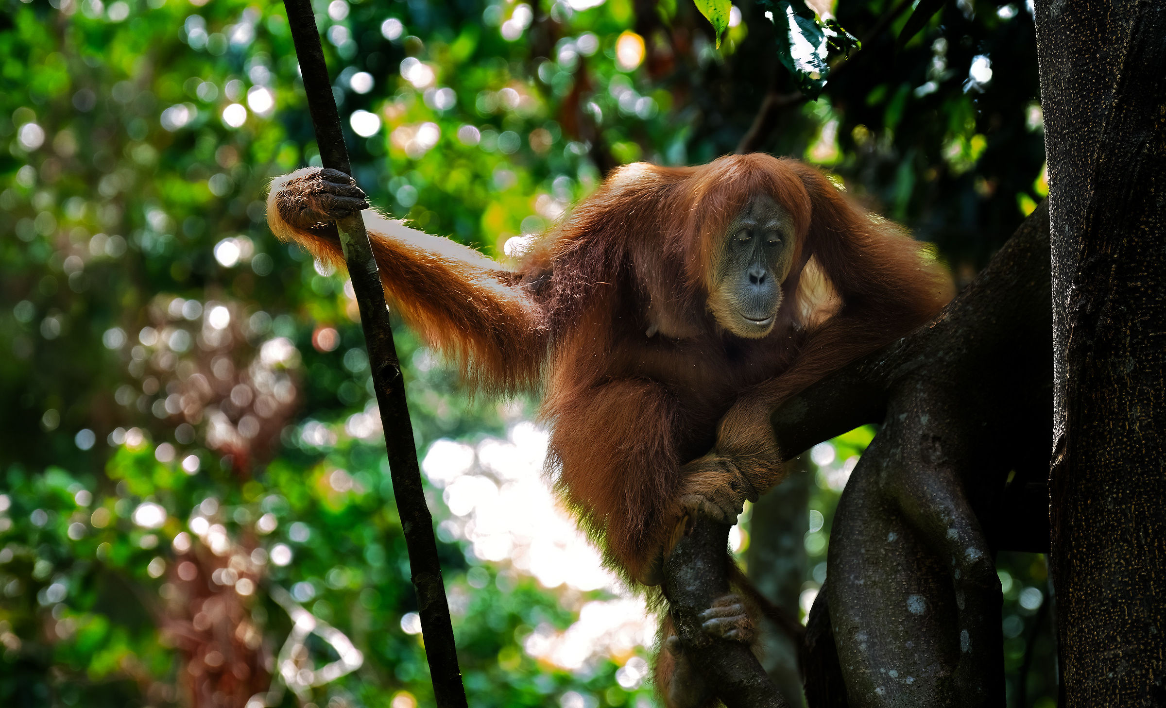 Orangutan in Sumatra