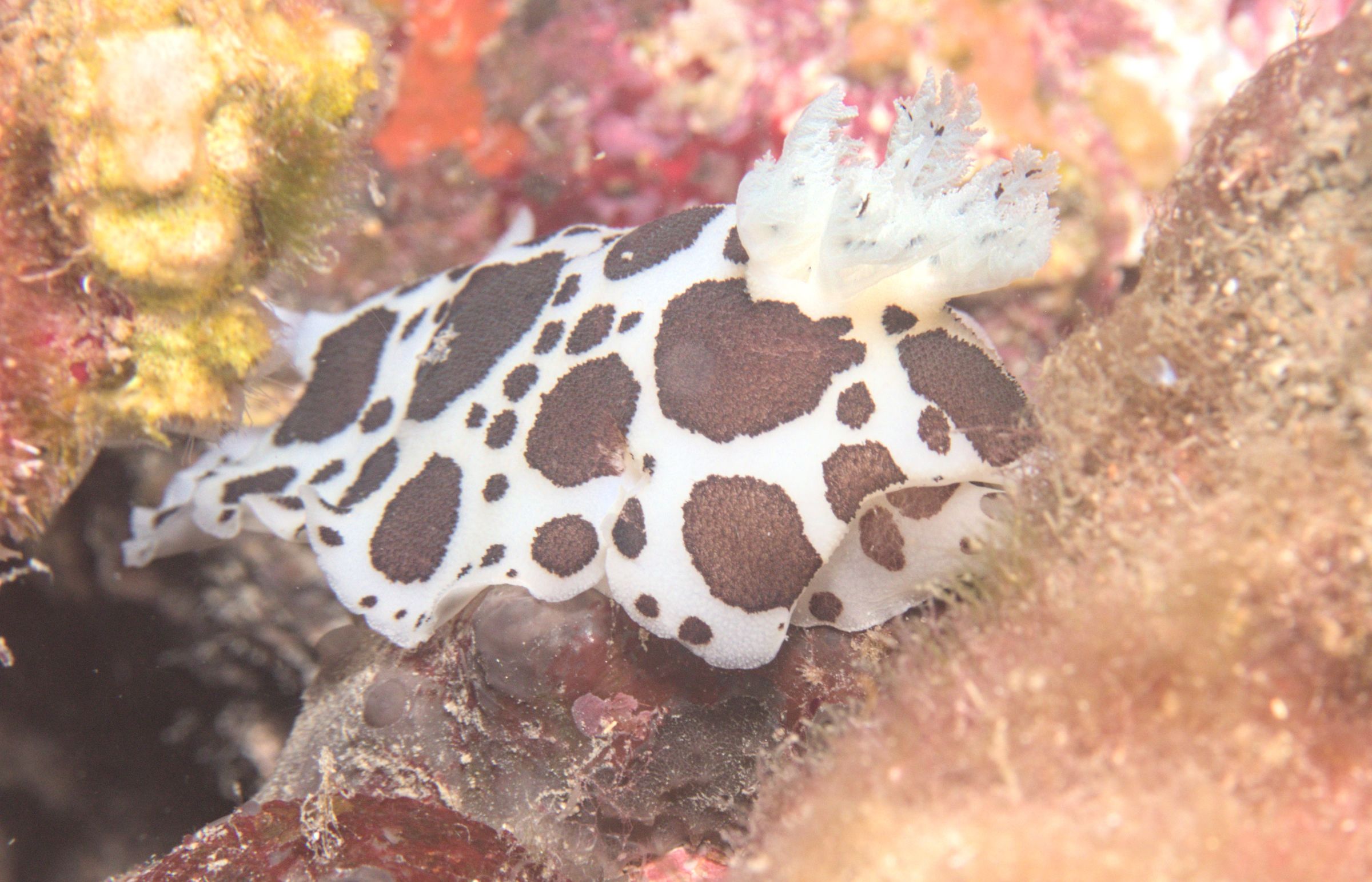 Nudibranch in the pasture
