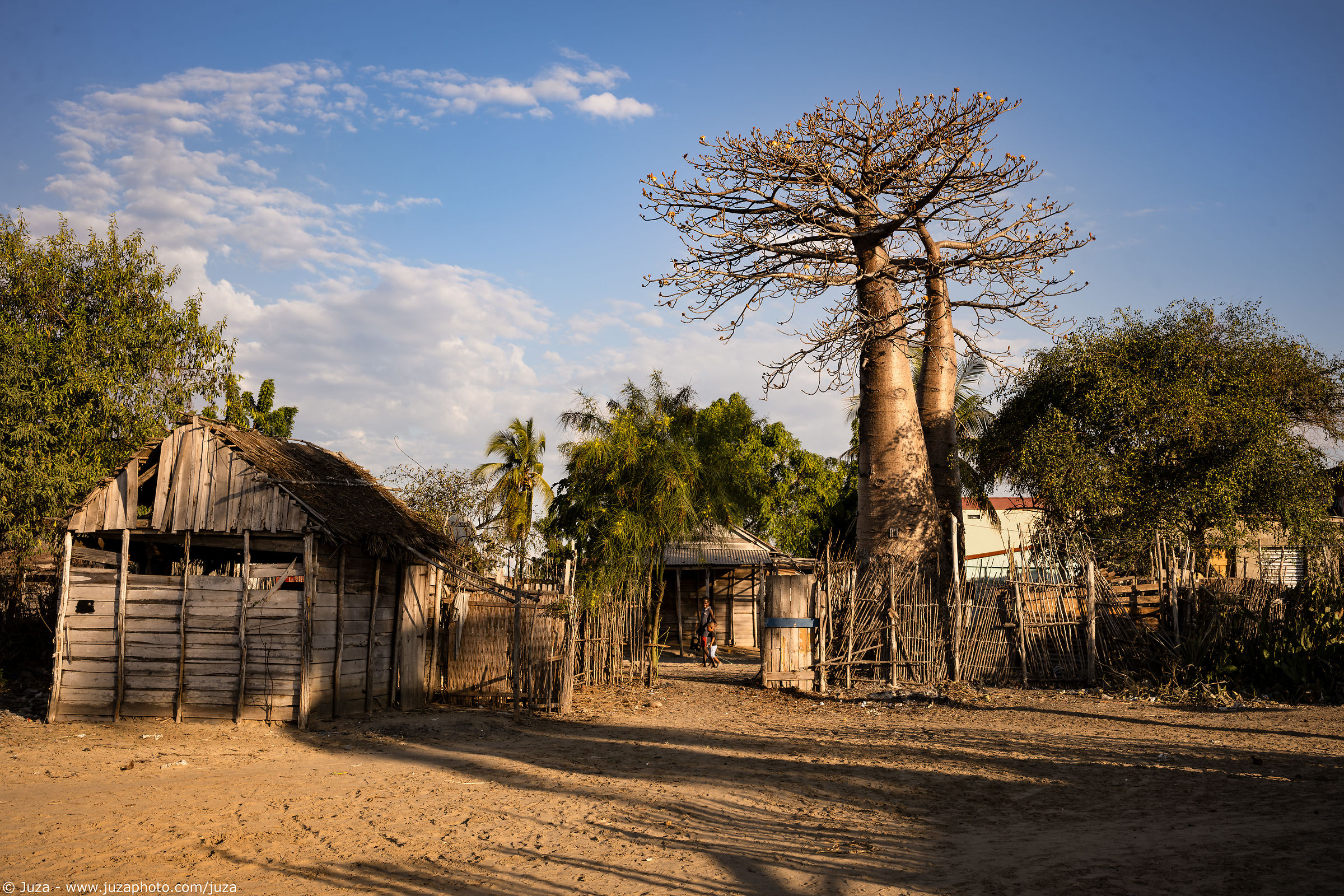 I due fratelli e il Baobab