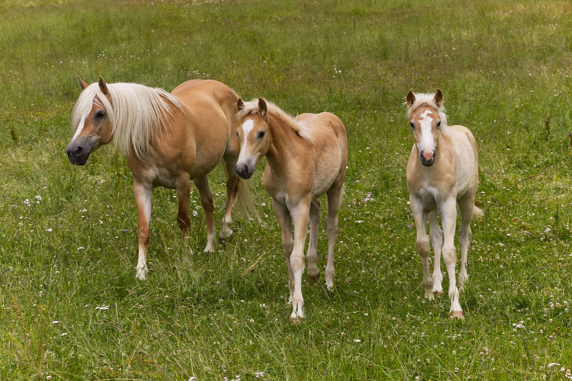 Horses in freedom