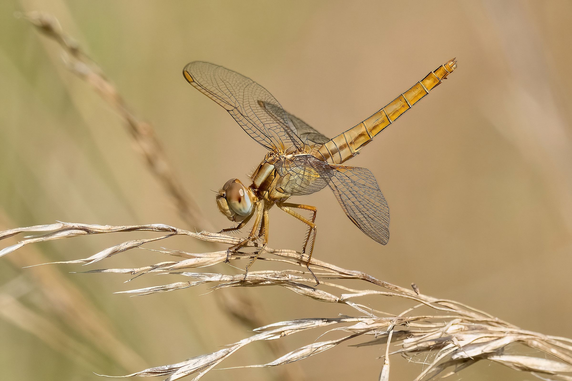 Immature male of Crocothemis erythraea