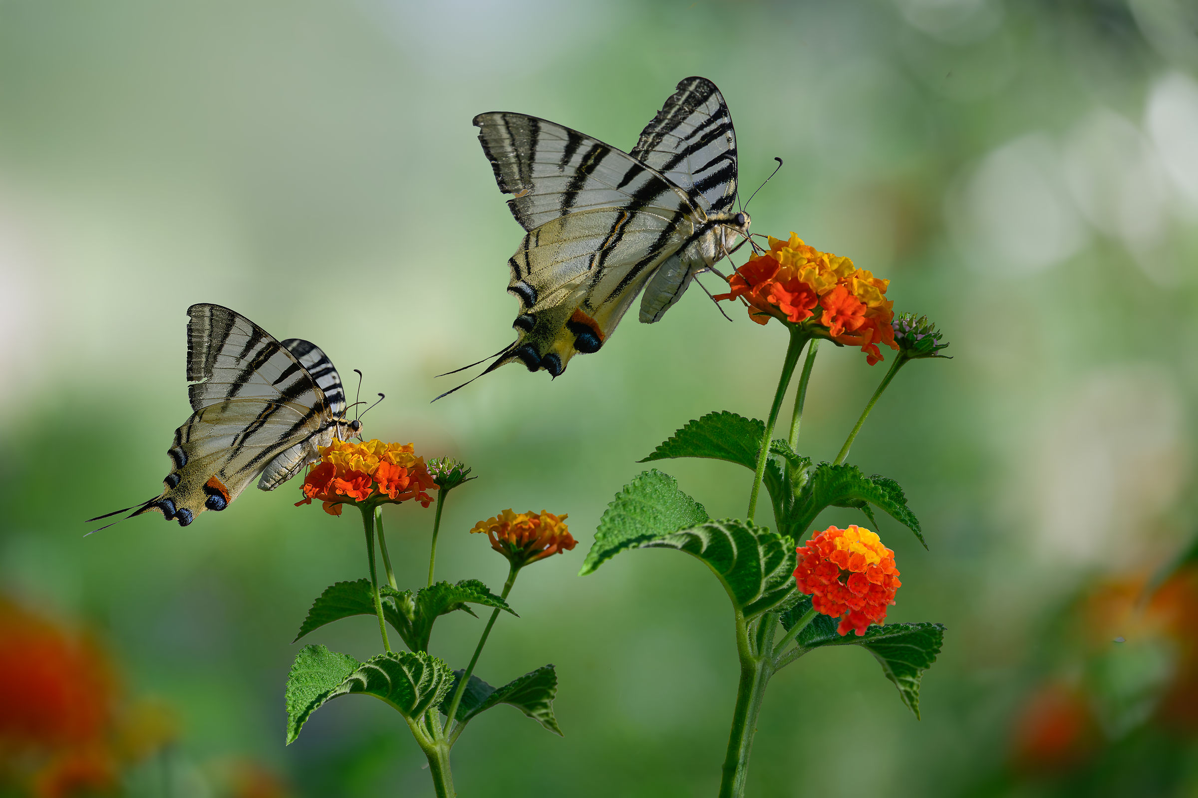 Le farfalle del mio giardino
