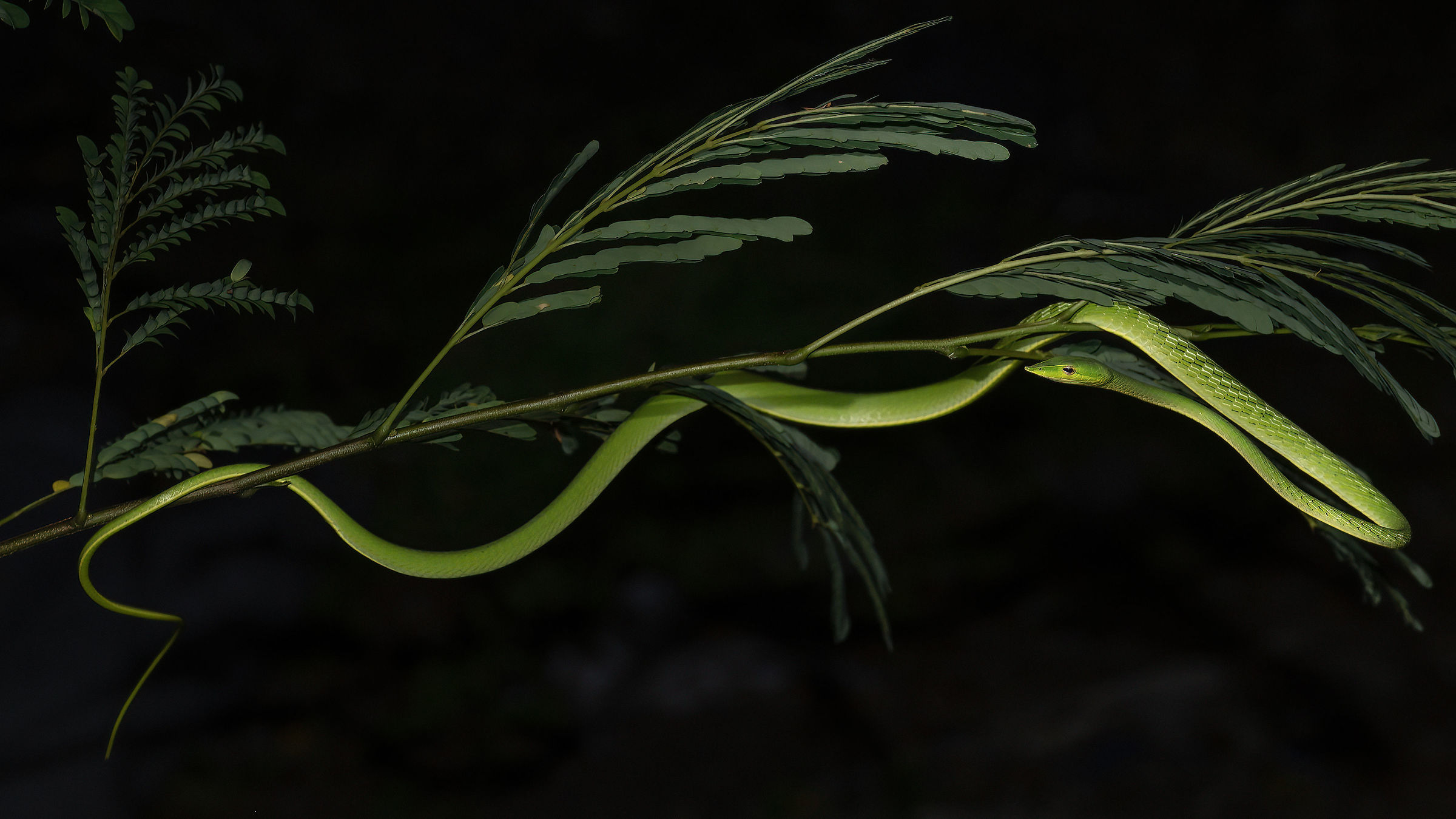 Eleganza tropicale: Ahaetulla nasuta.