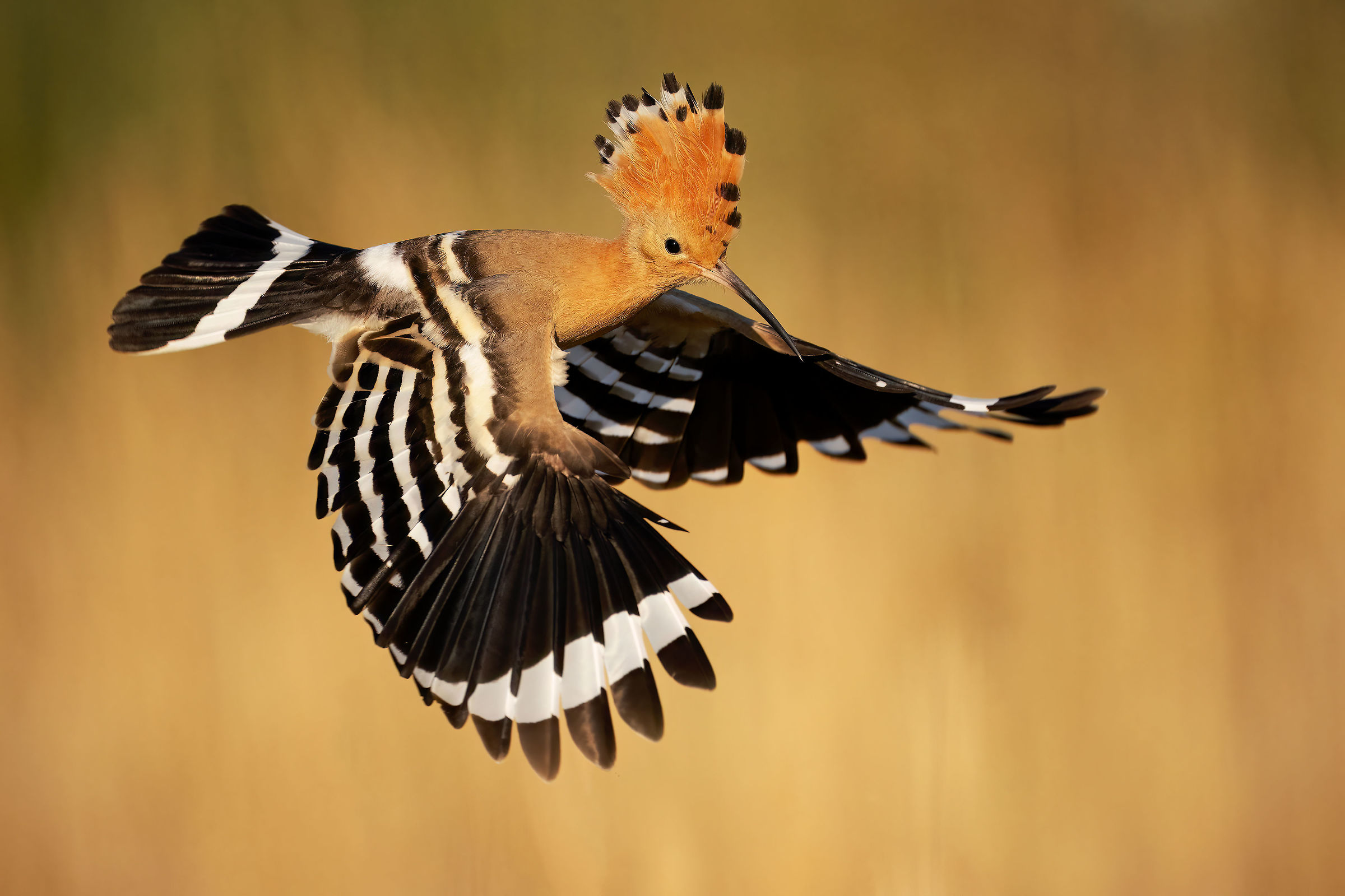 Hoopoe