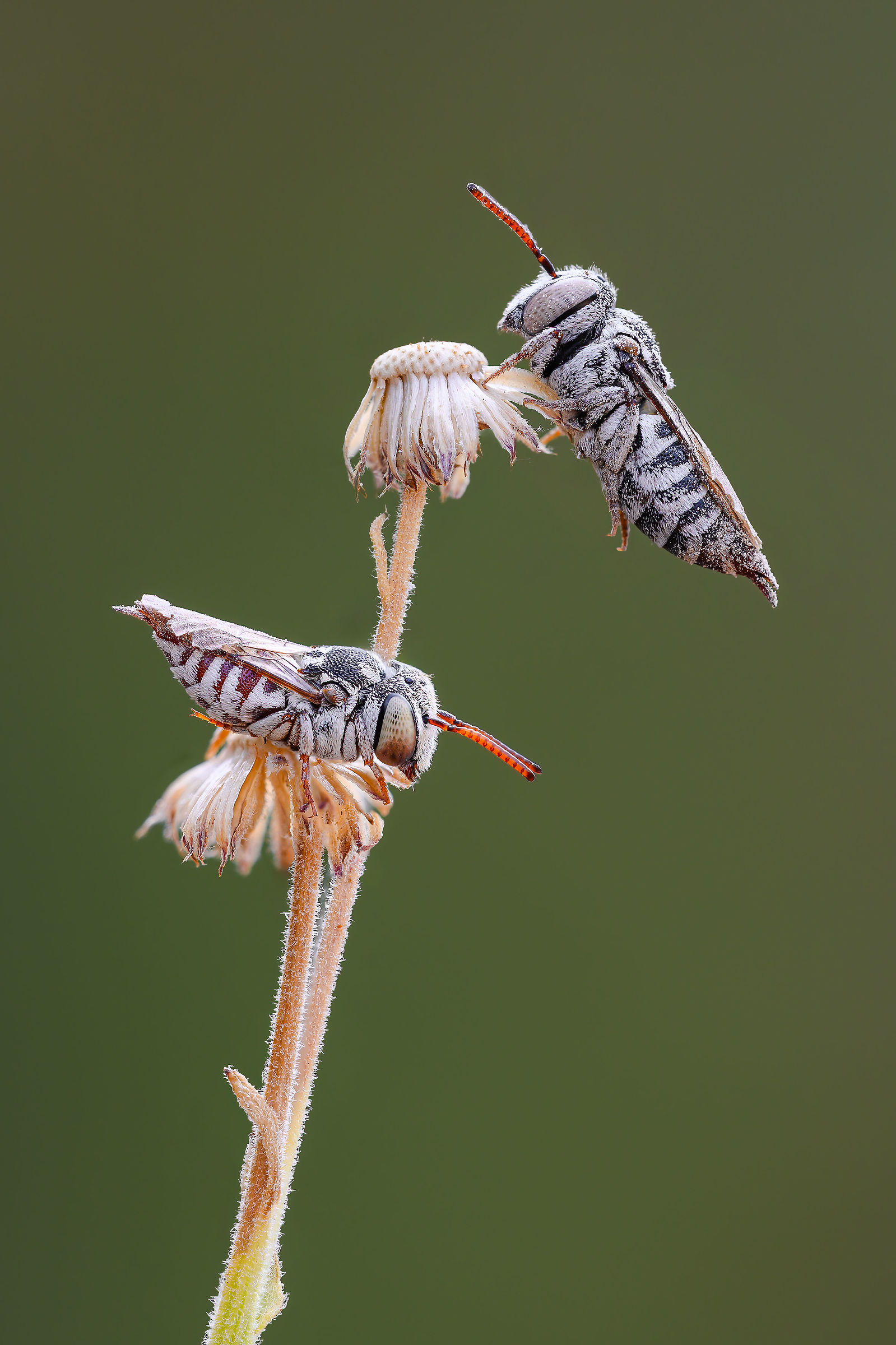 Ready to Fly