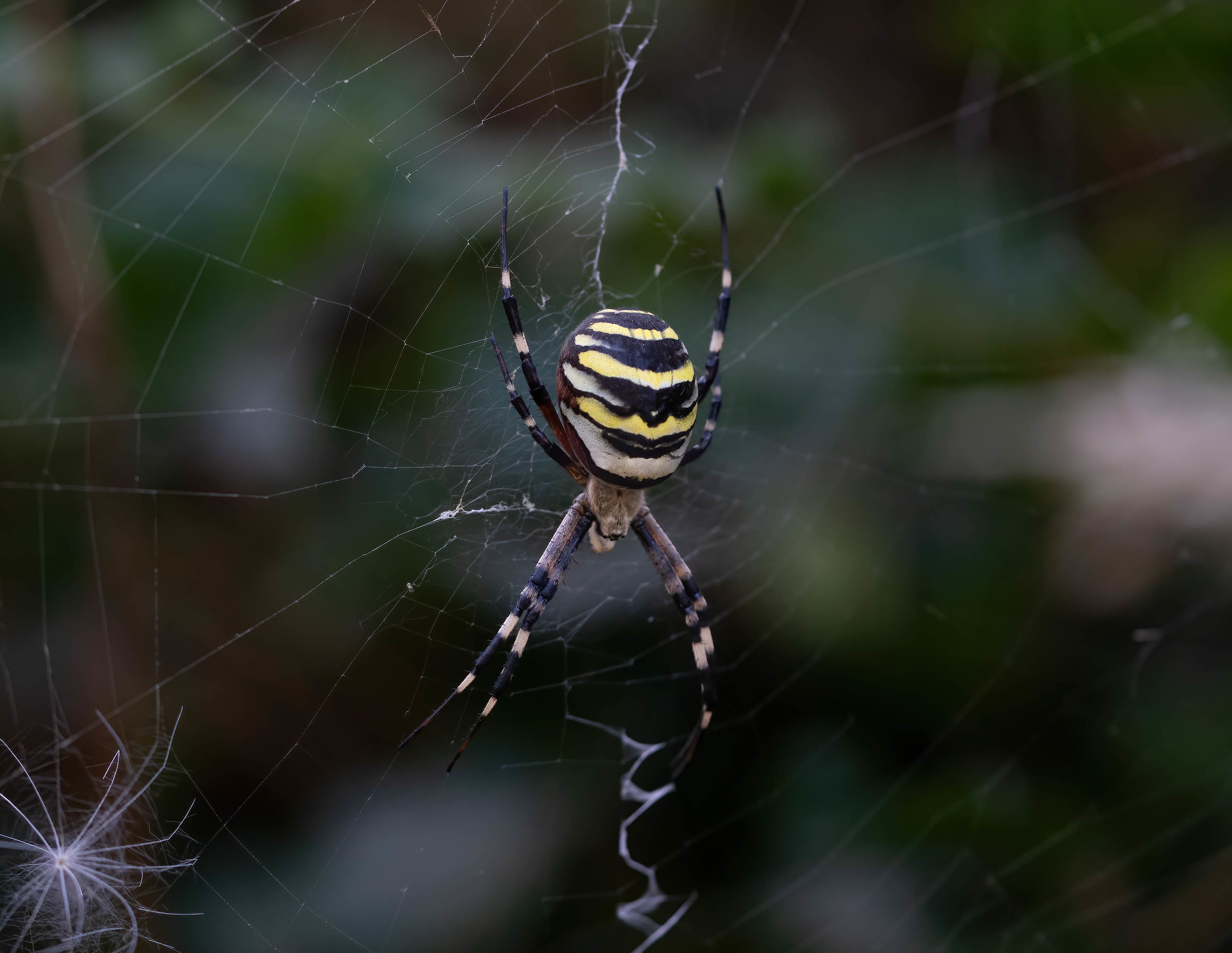 Wasp Spider - Argiope bruennichi - female.