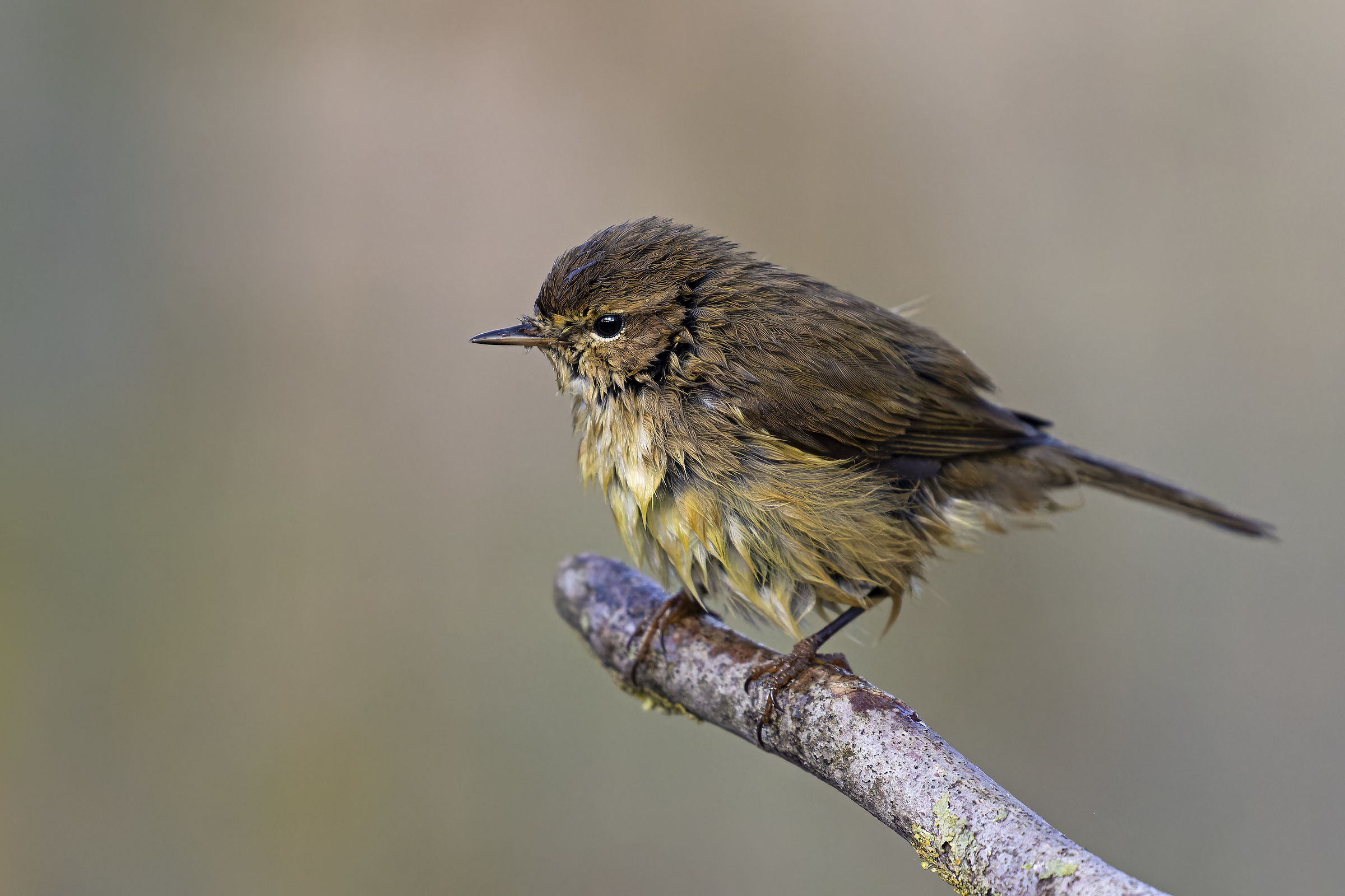 Little warbler