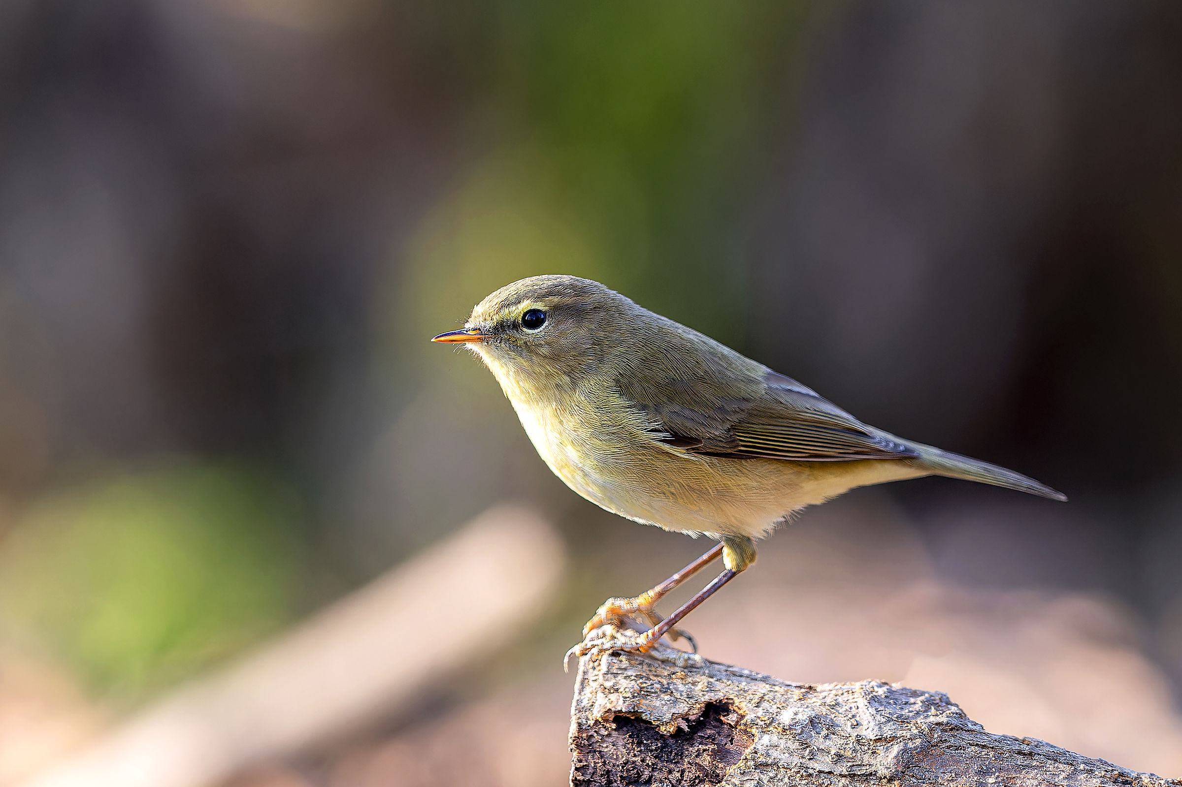 Little warbler