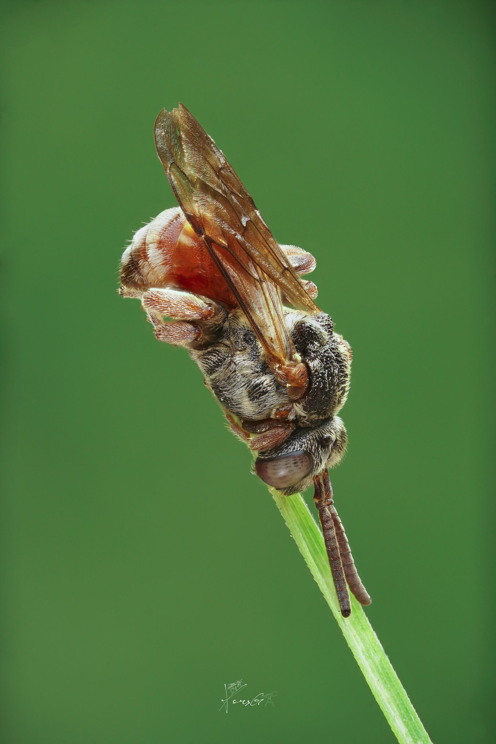 Sphecodes on the wire
