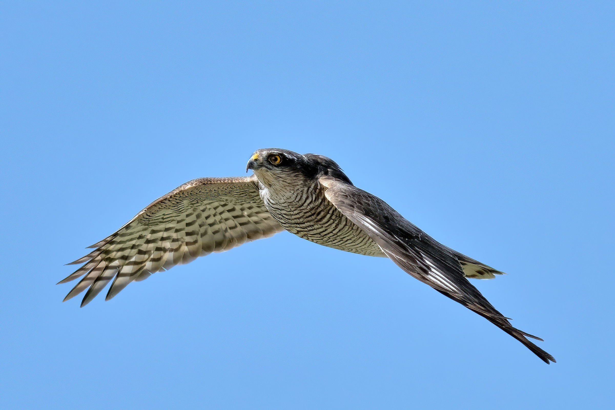 Sparviere (Accipiter nisus)