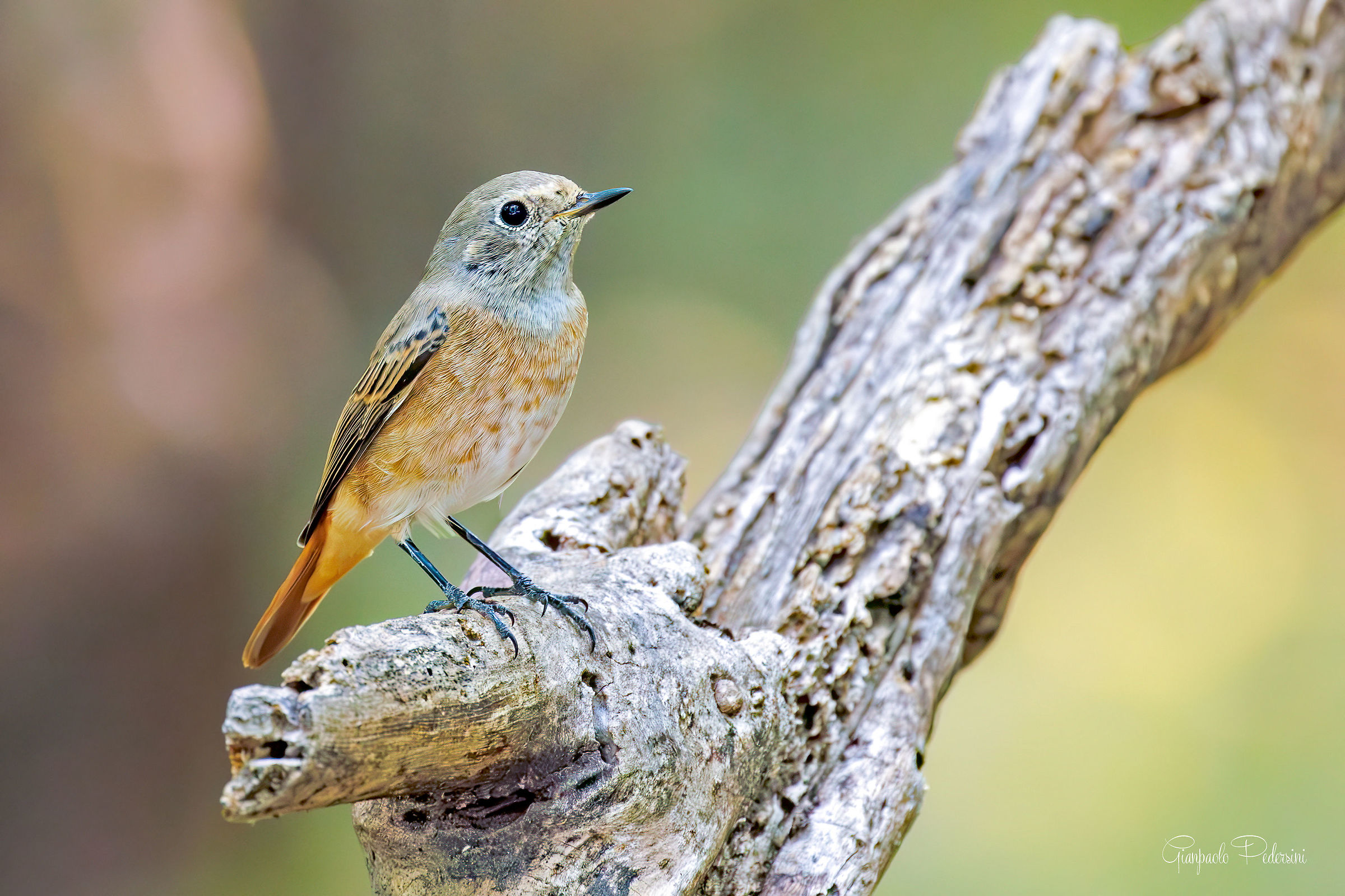 Young Redstart