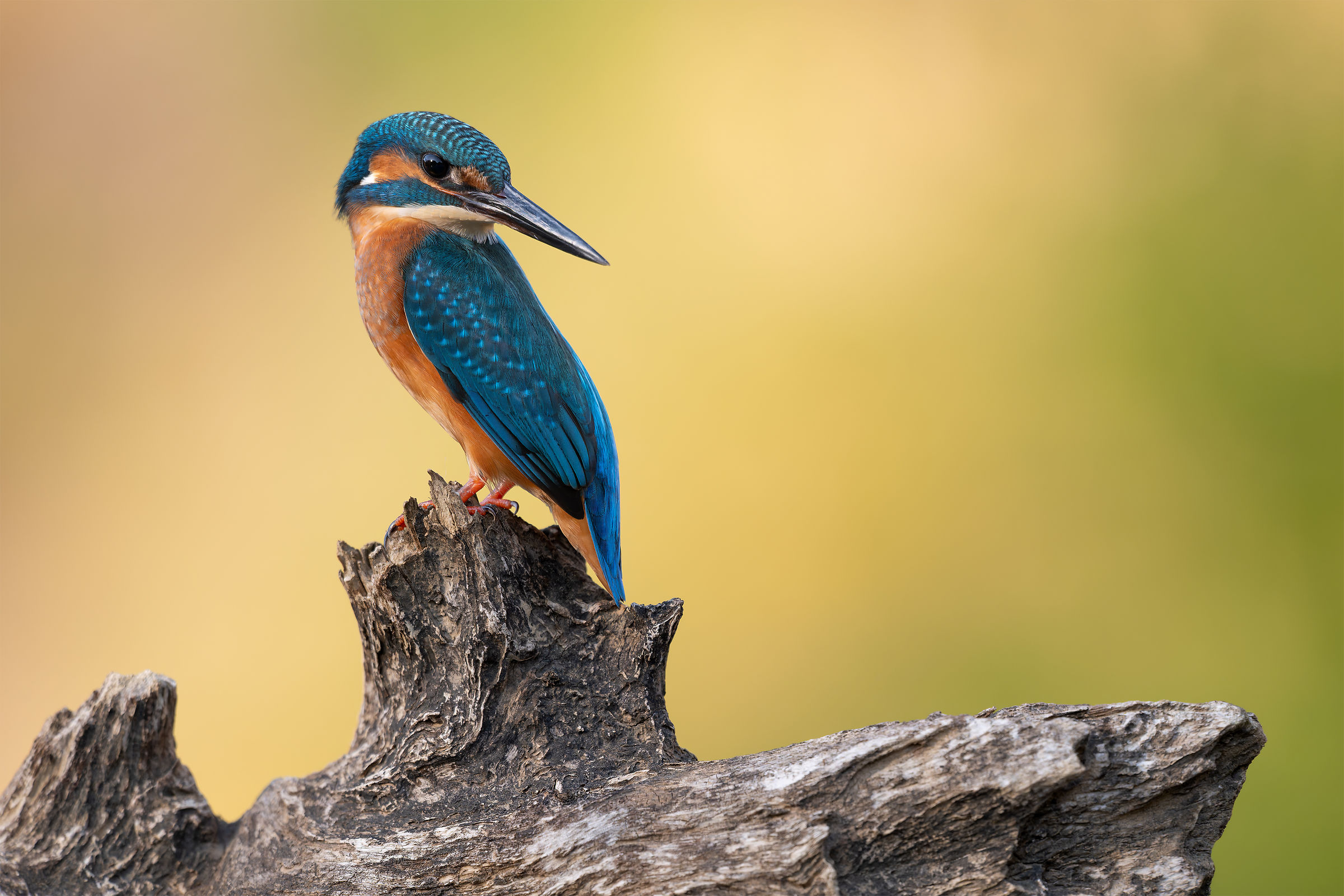 Kingfisher