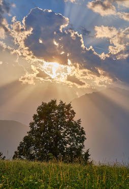 Alberi