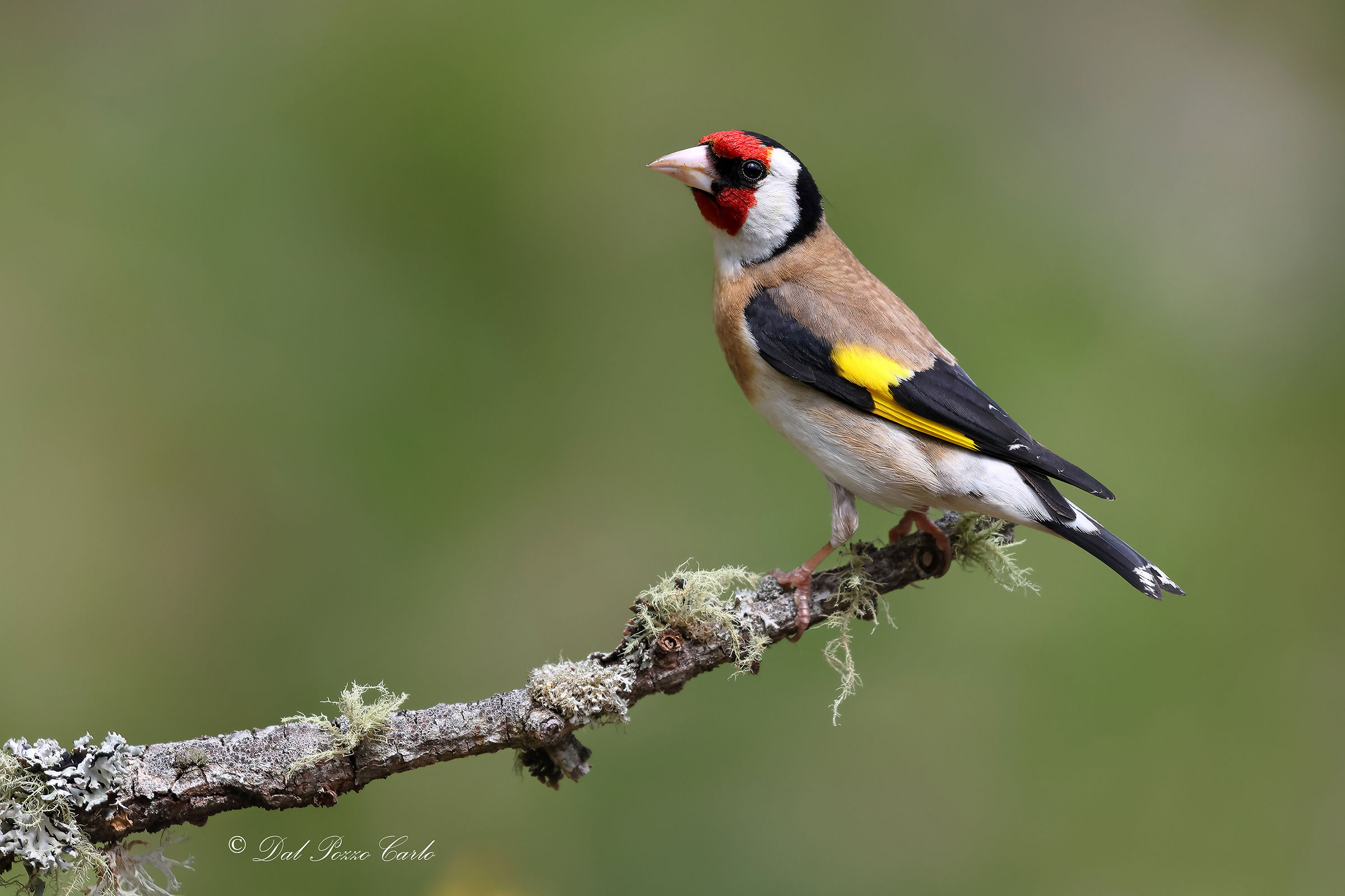 Cardellino