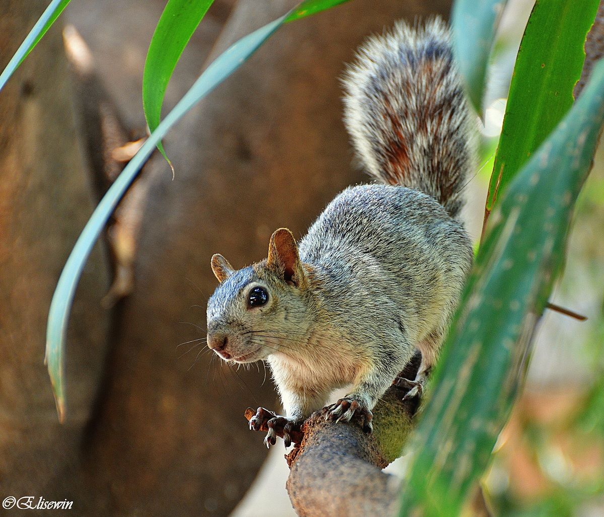 Il mio secondo scoiattolo