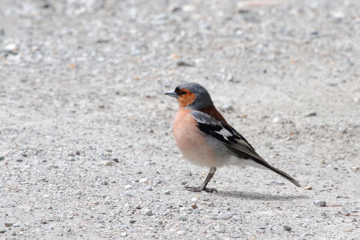 Chaffinch