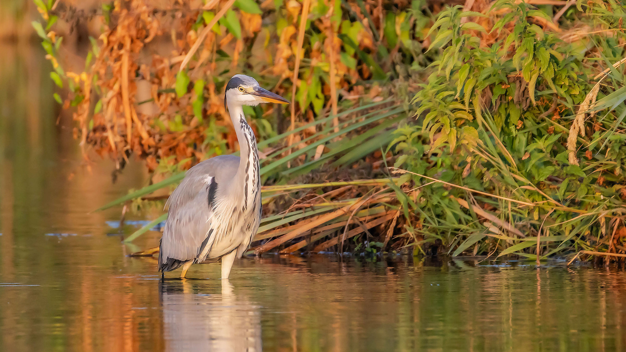 Magic light of the early morning Heron!!