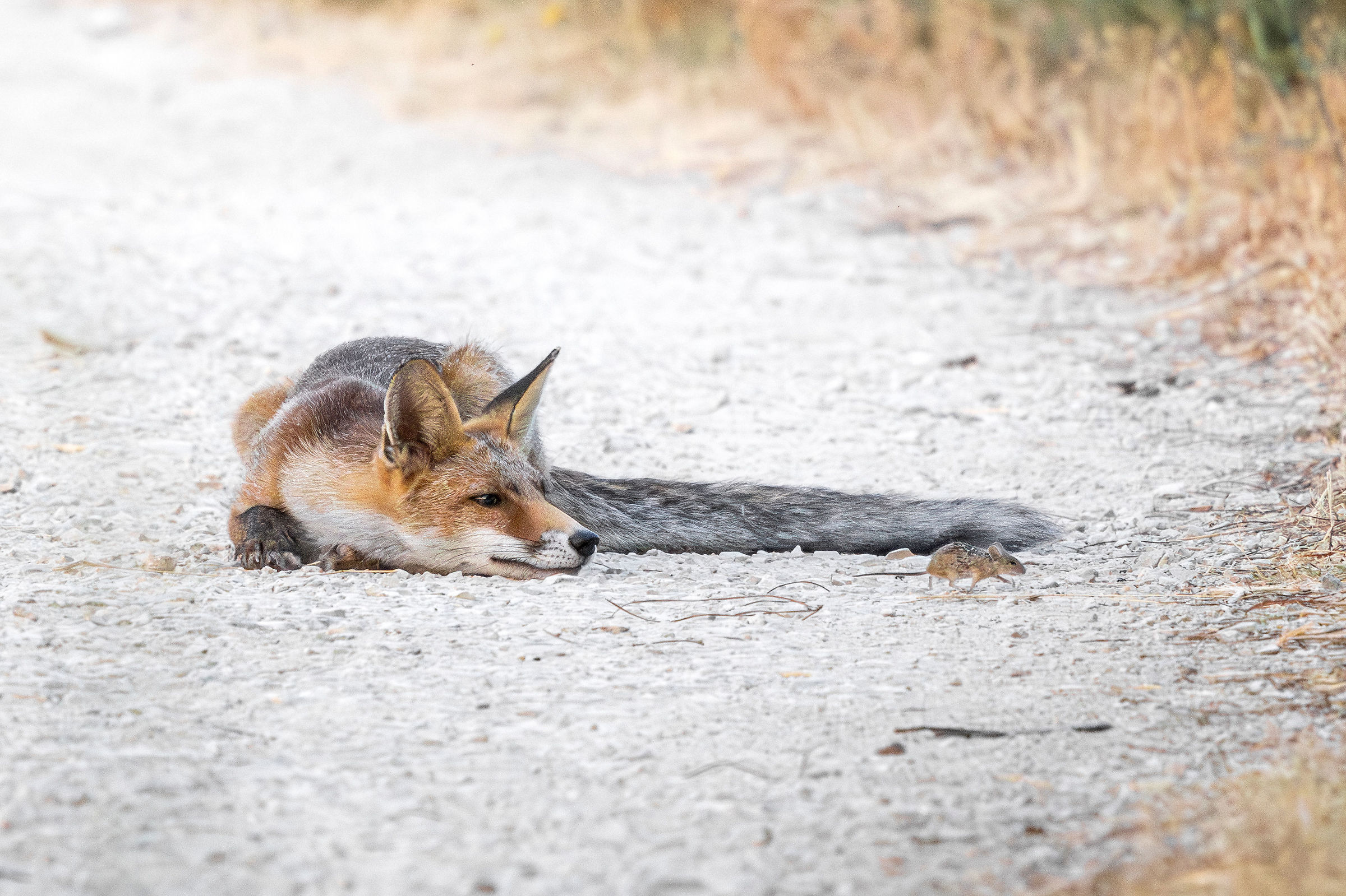 The Fox and the Mouse 1