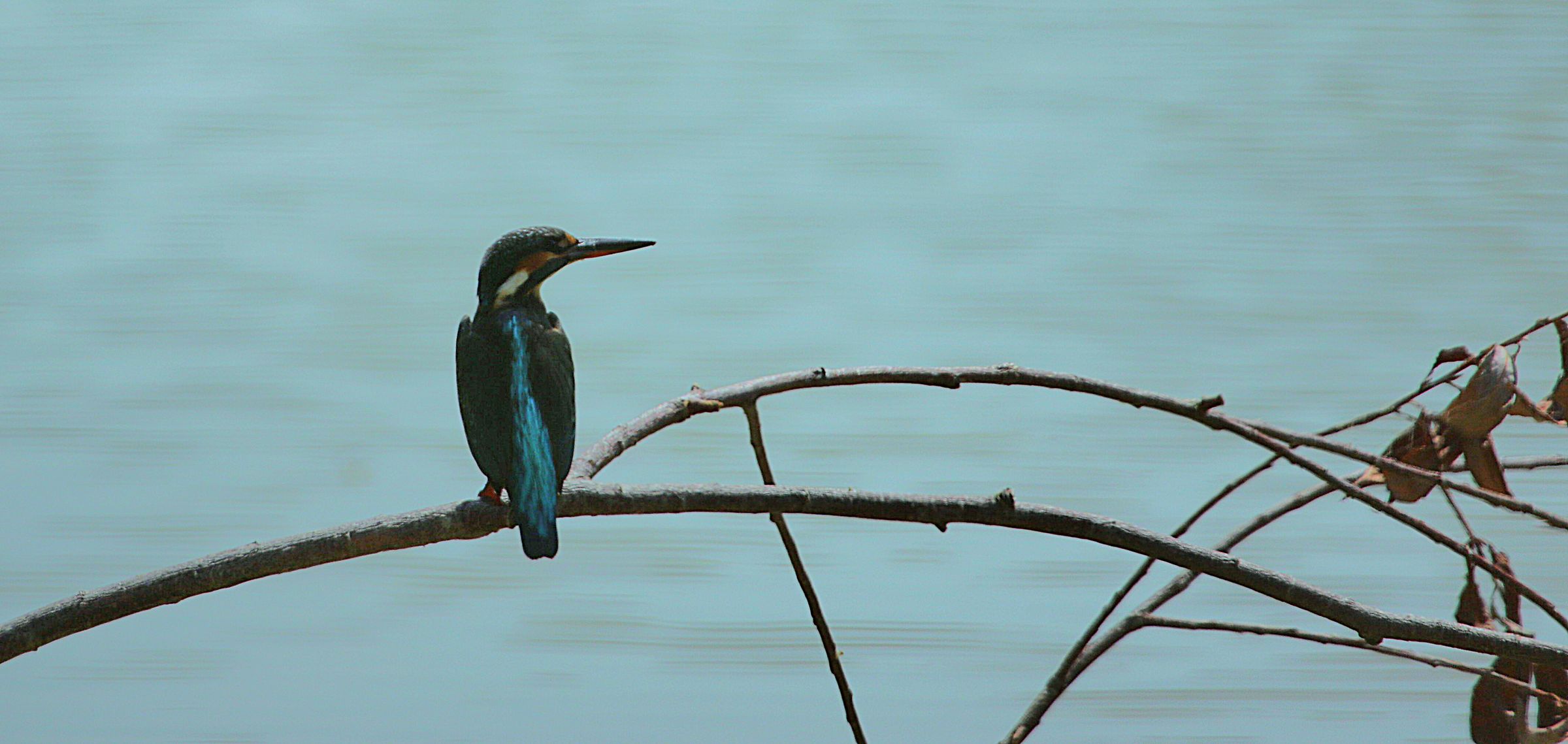 Alcedo