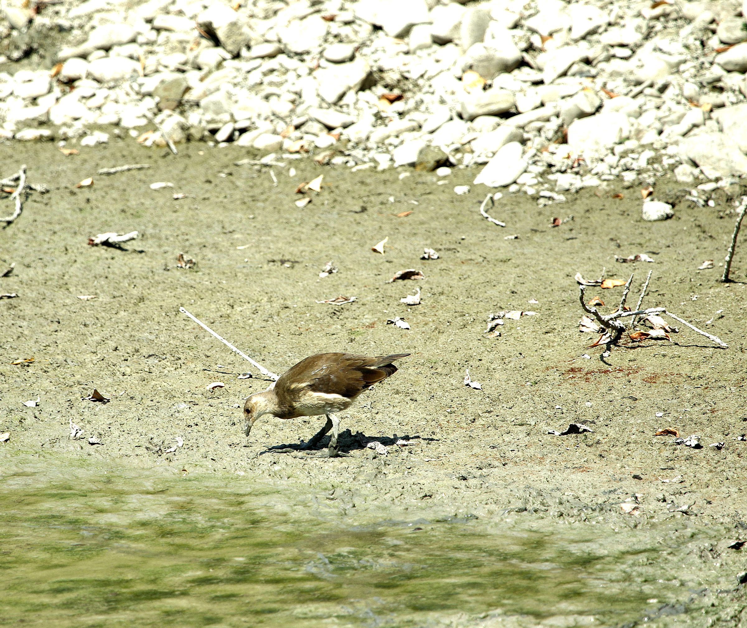 Gallinella
