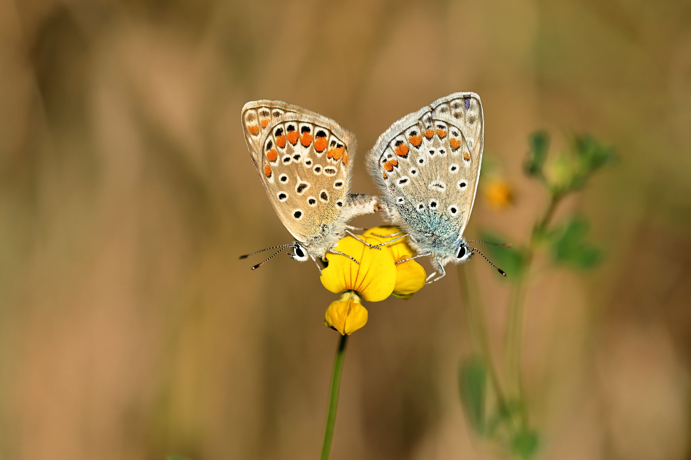 Polyommatus icarus