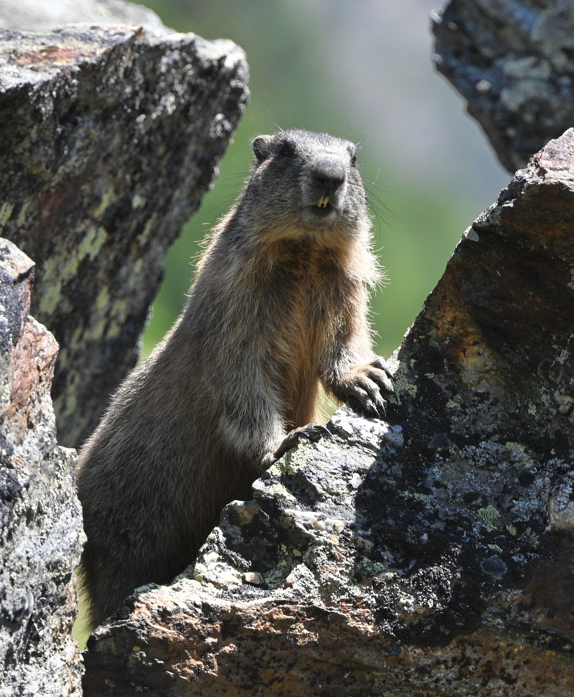Alpine marmot