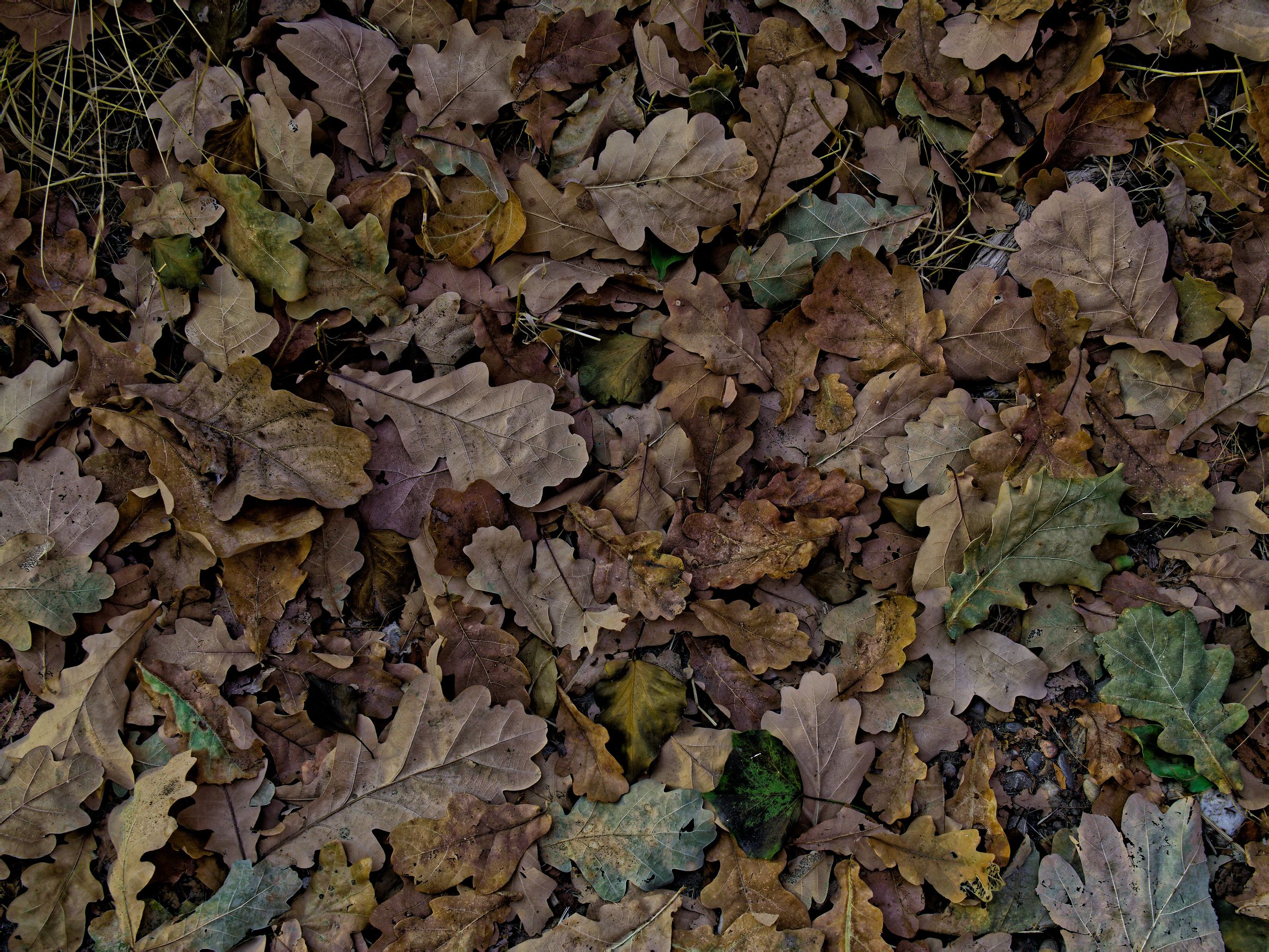 Prove d'autunno