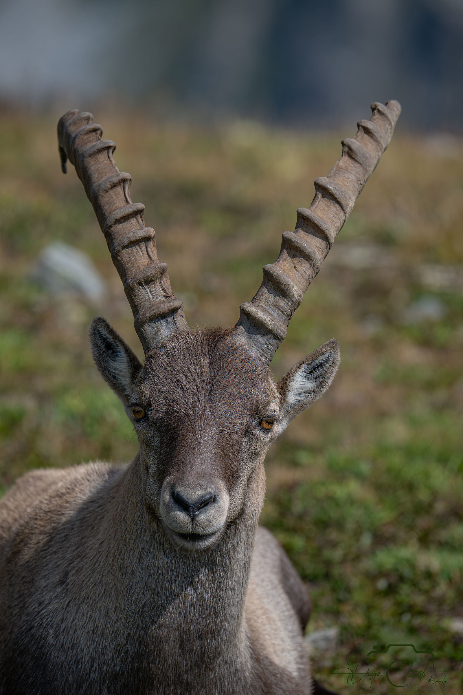 Face to face with the ibex