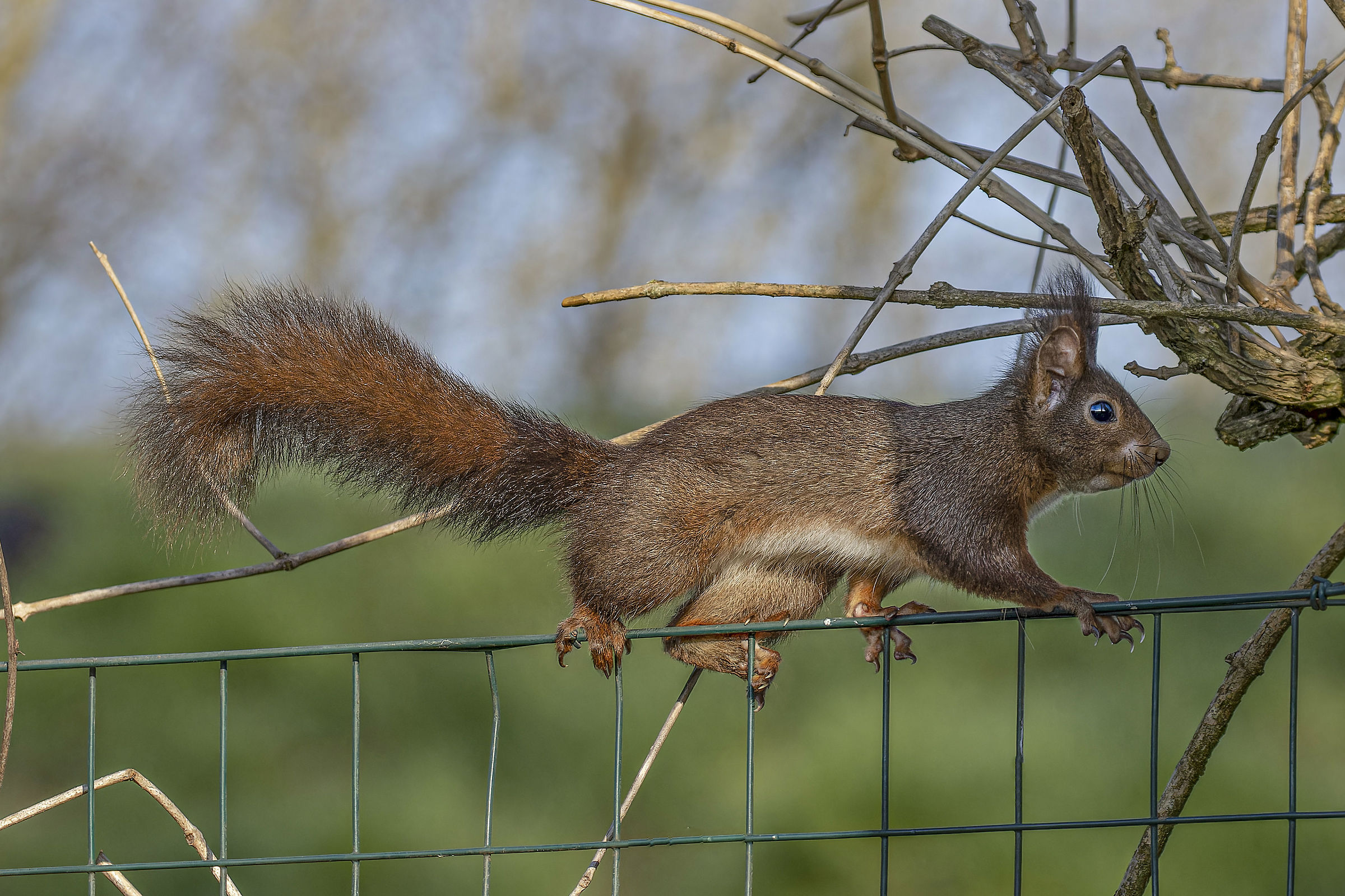 Tightrope walker squirrel