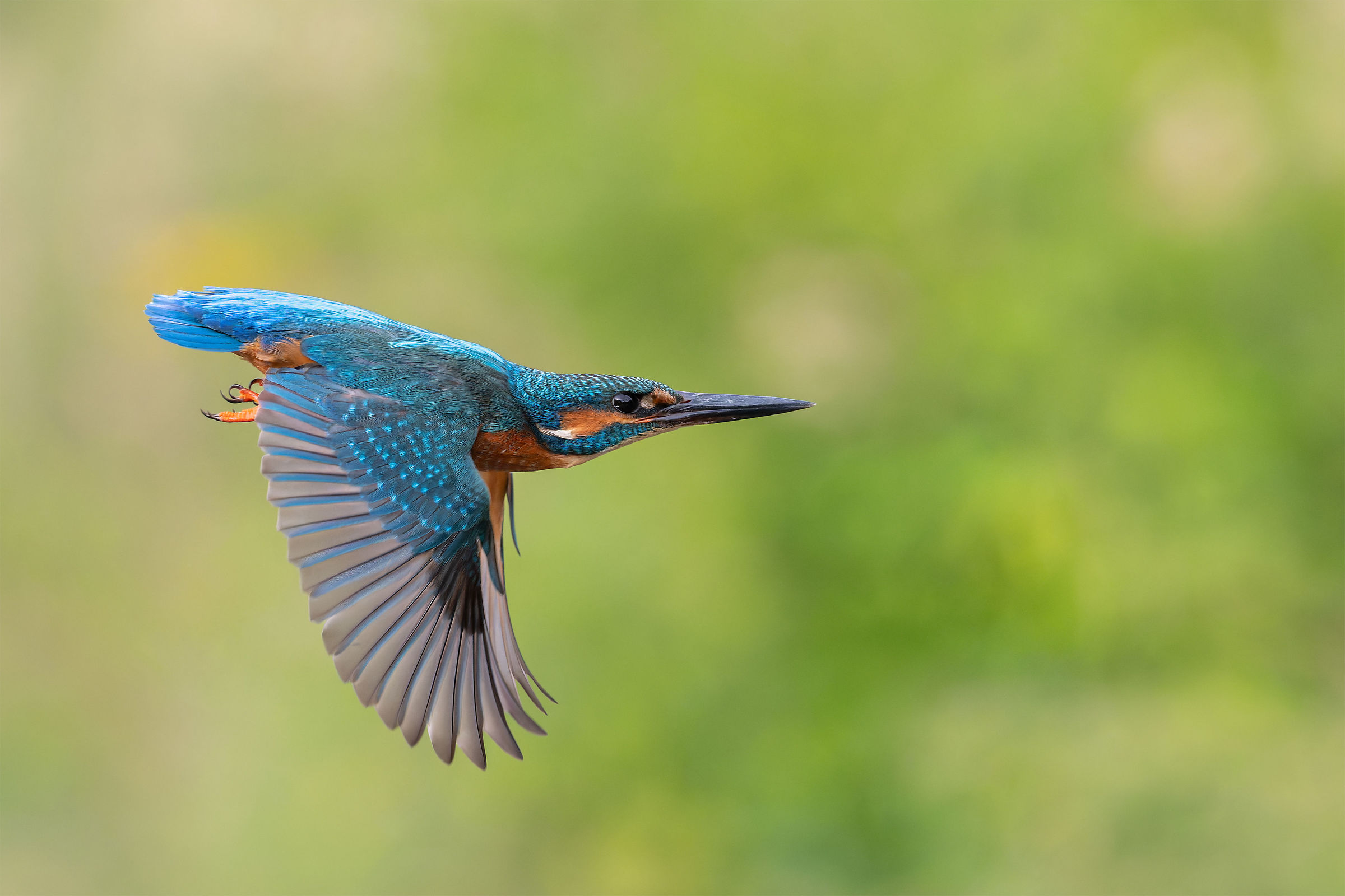 Kingfisher