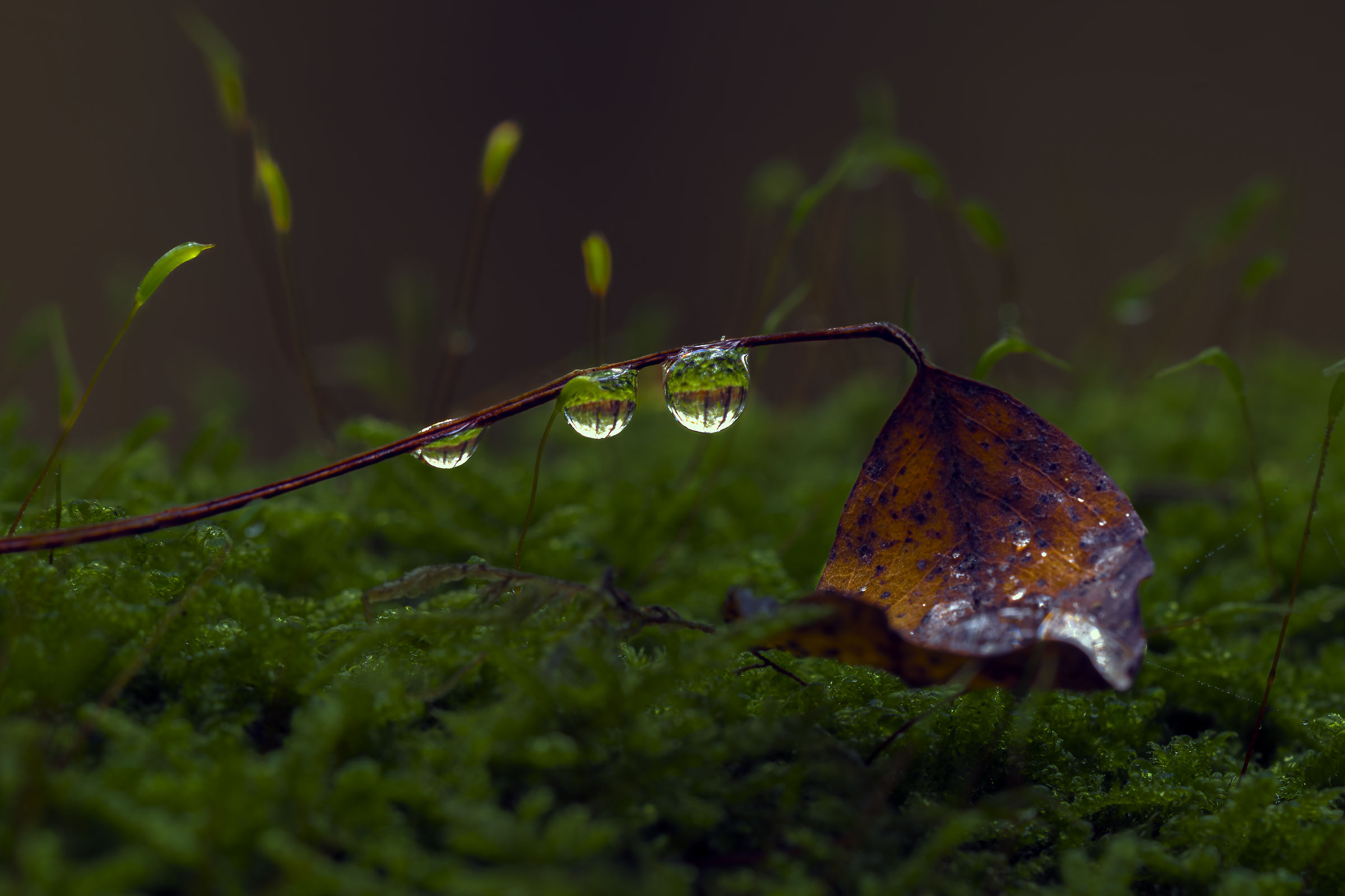 Tears of Farewell