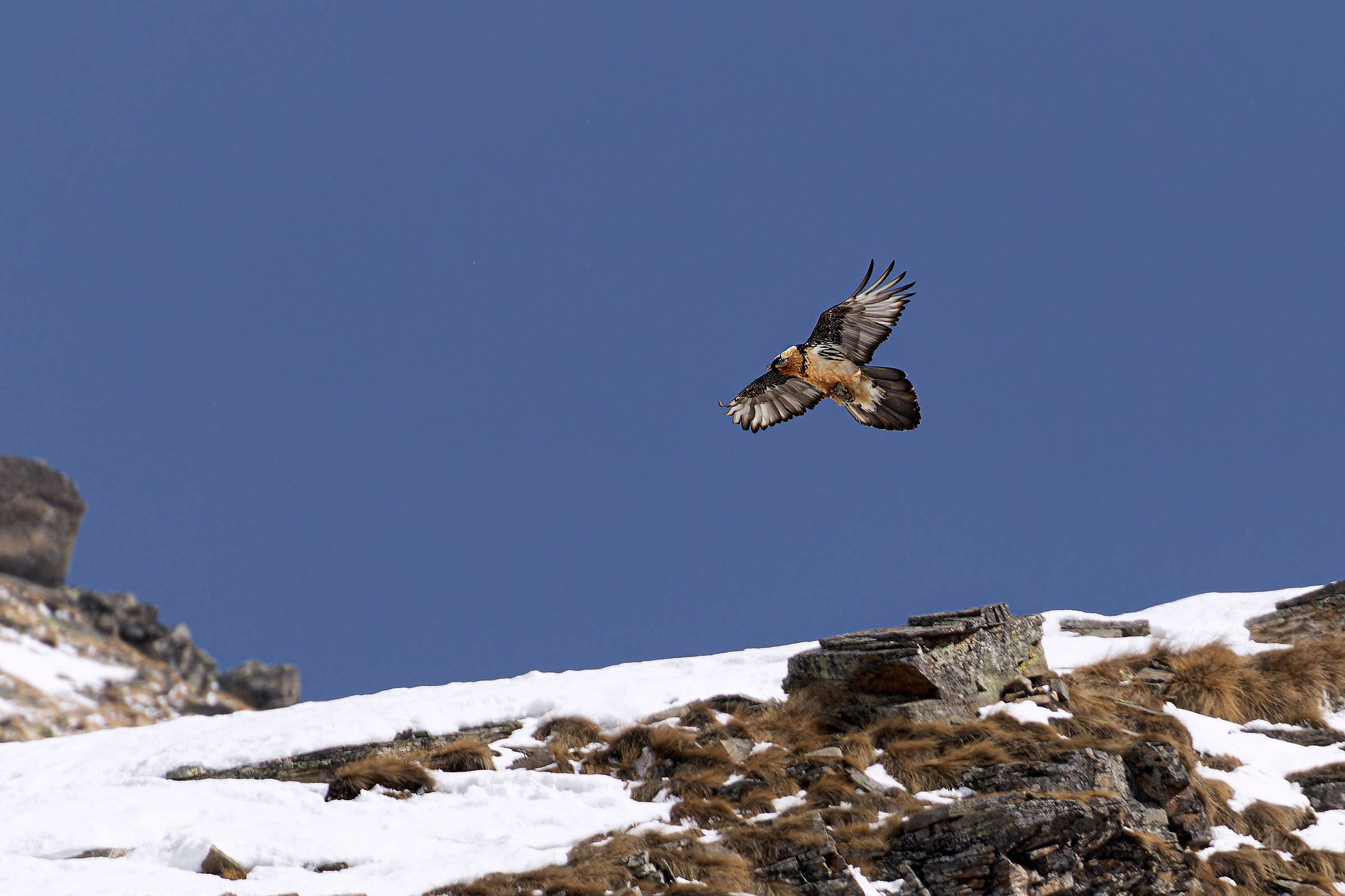 Bearded Vulture