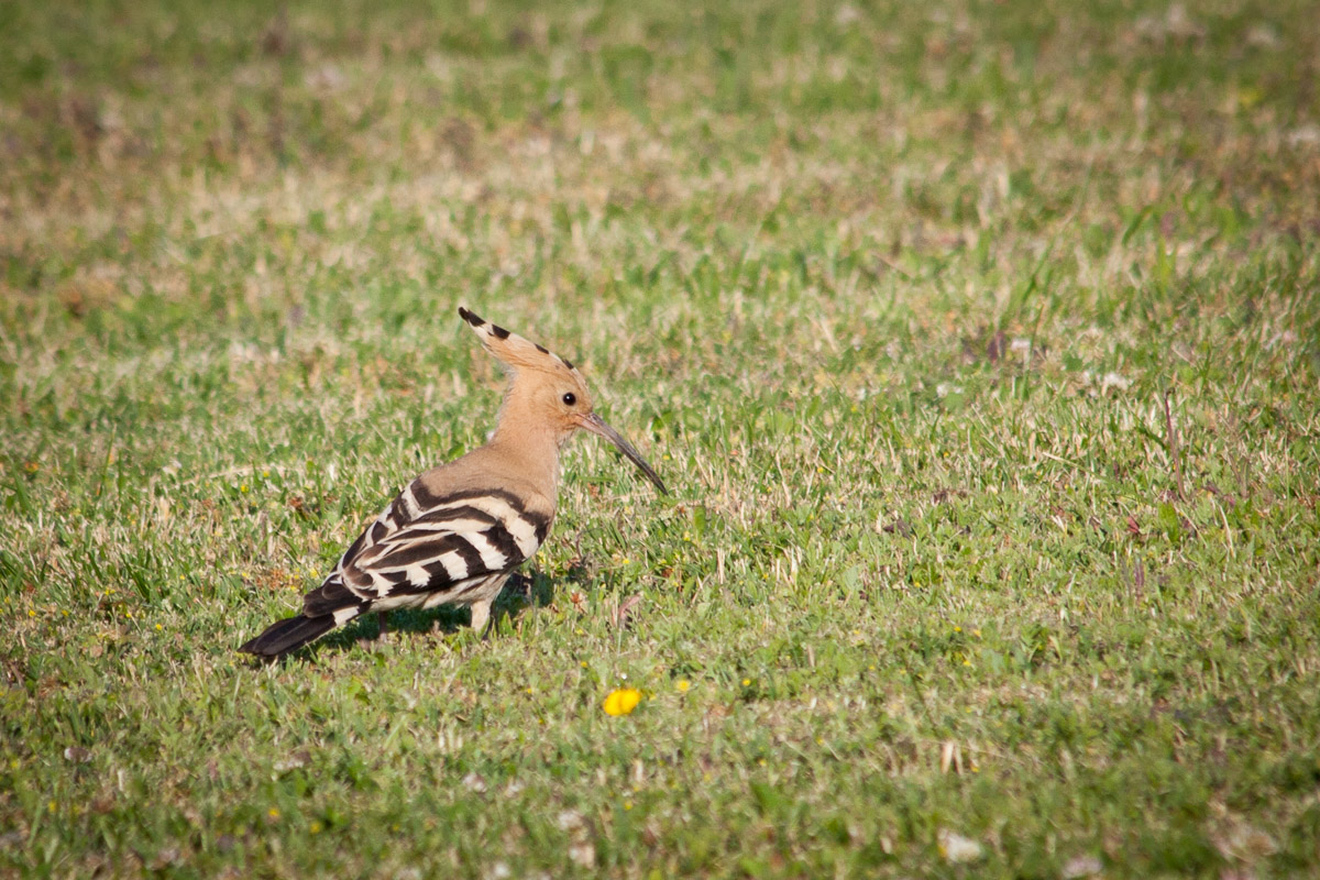 Hoopoe