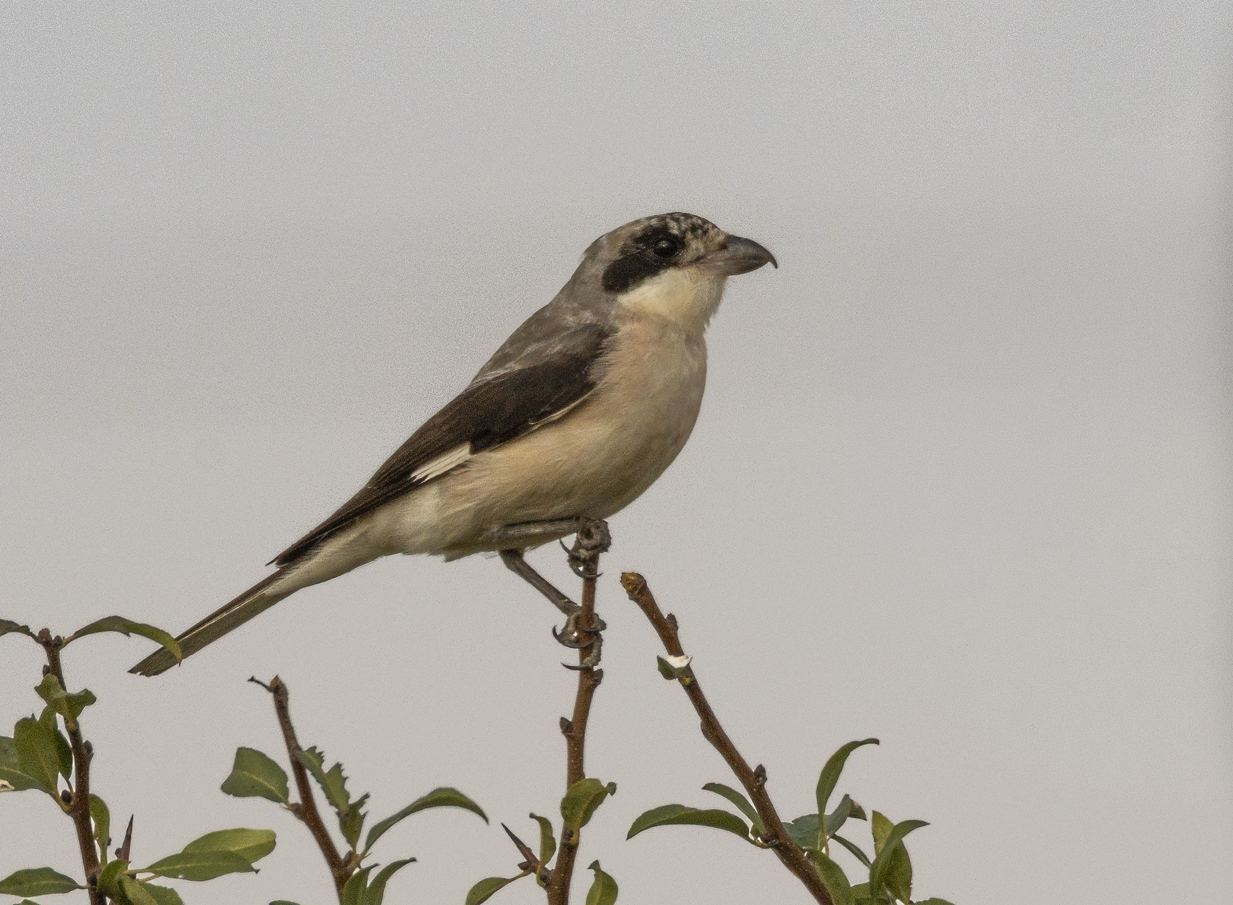 Lesser Shrike